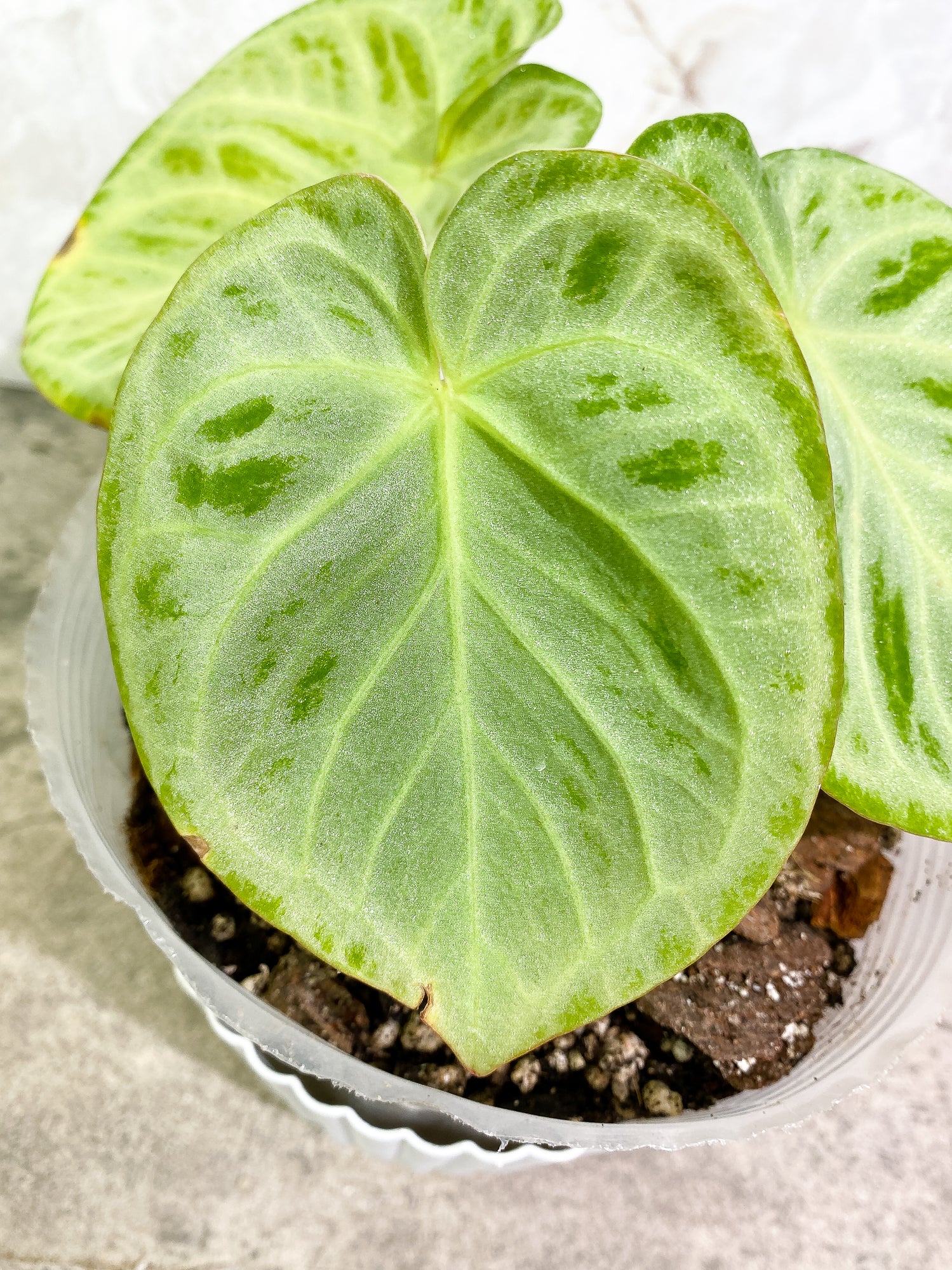 Anthurium Silver Bush 3 leaves fully rooted