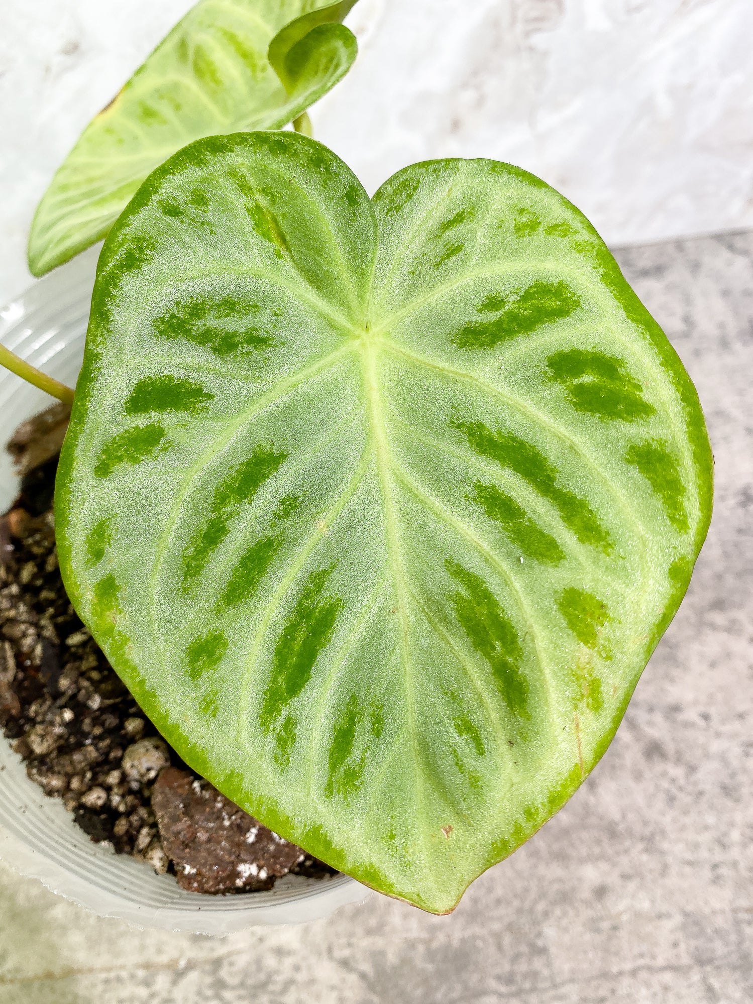 Anthurium Silver Bush 3 leaves fully rooted