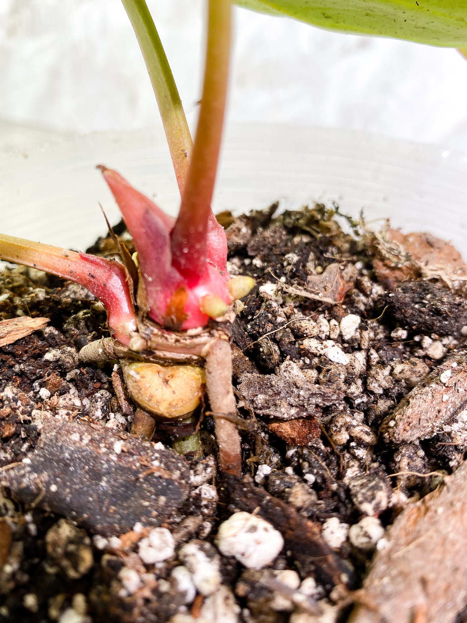 Anthurium Silver Bush 3 leaves fully rooted