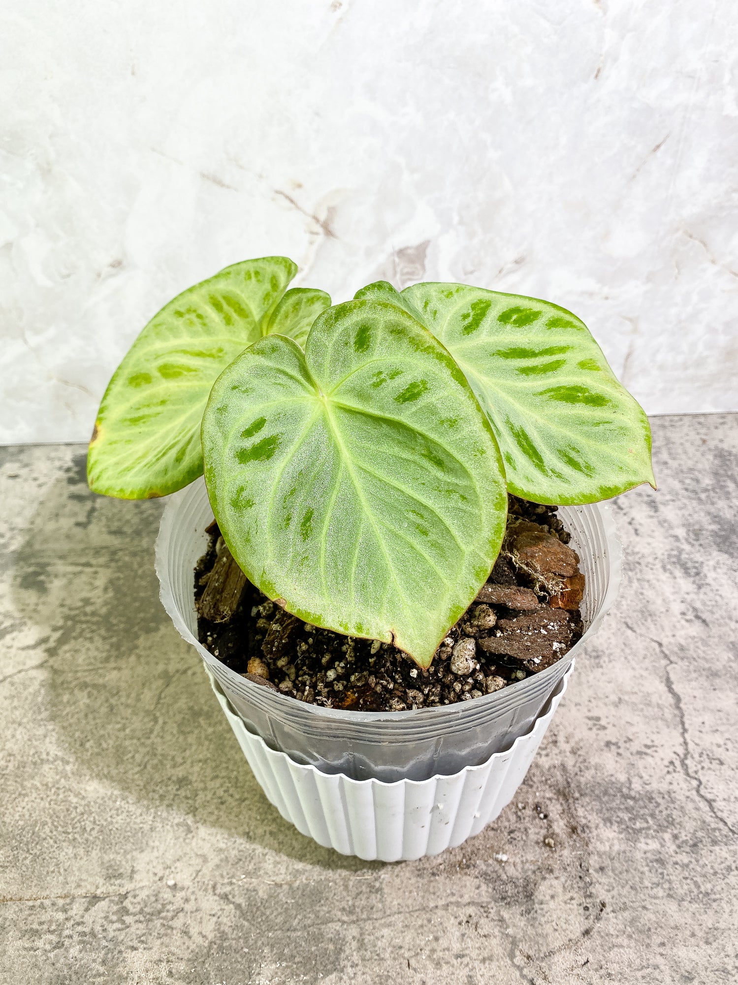 Anthurium Silver Bush 3 leaves fully rooted