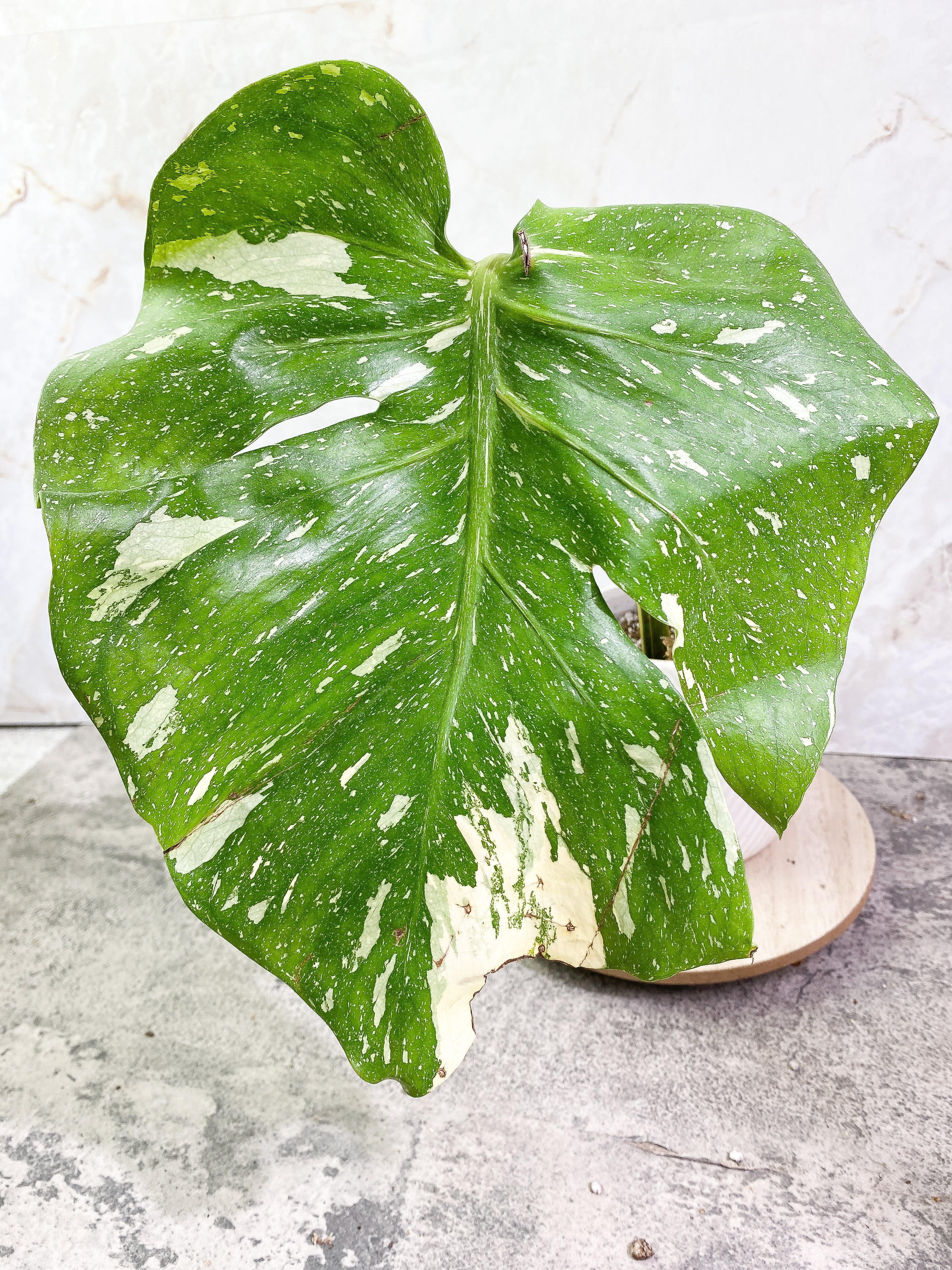 Monstera Thai Constellation 1 leaf Rooting