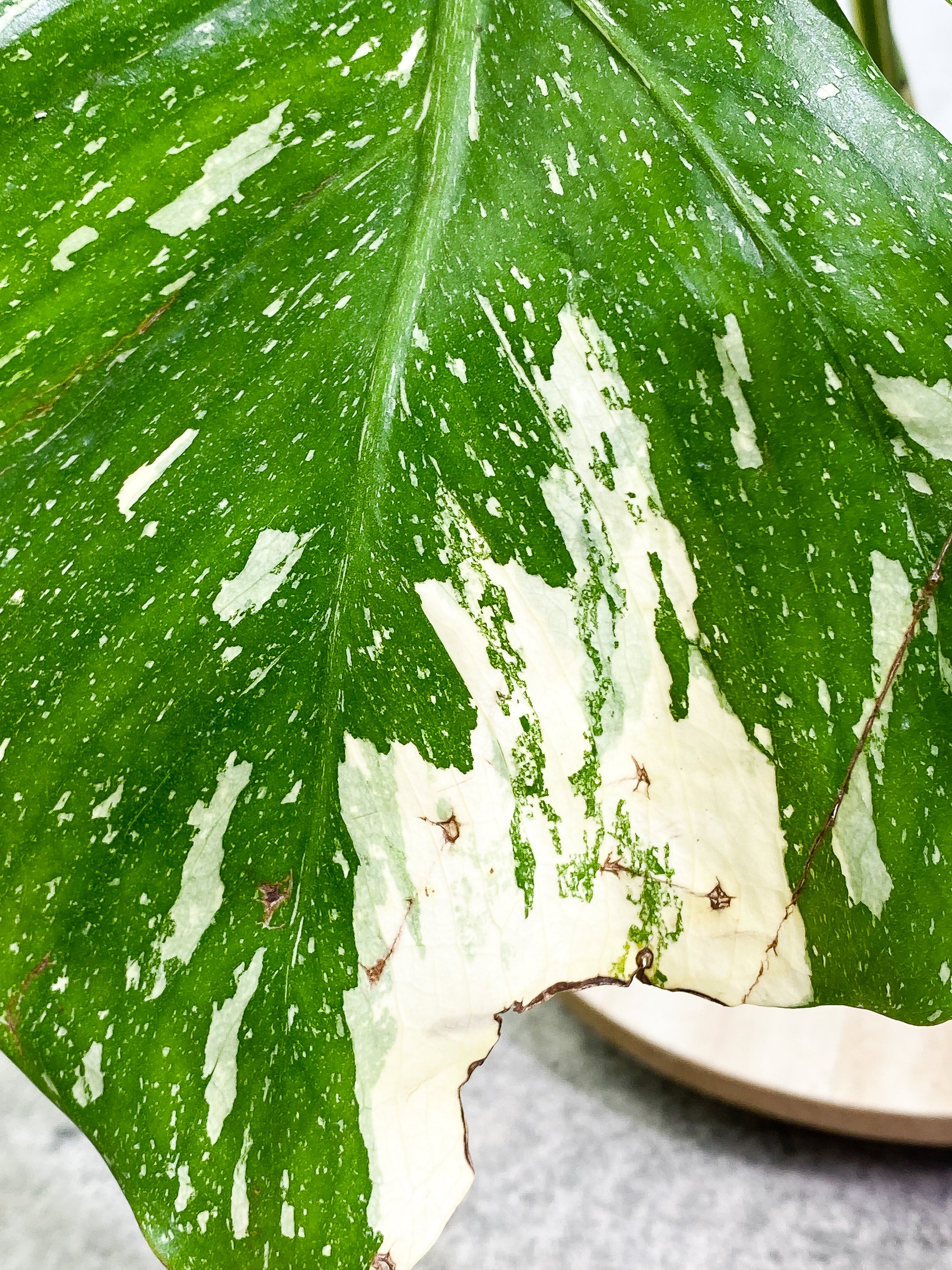 Monstera Thai Constellation 1 leaf Rooting