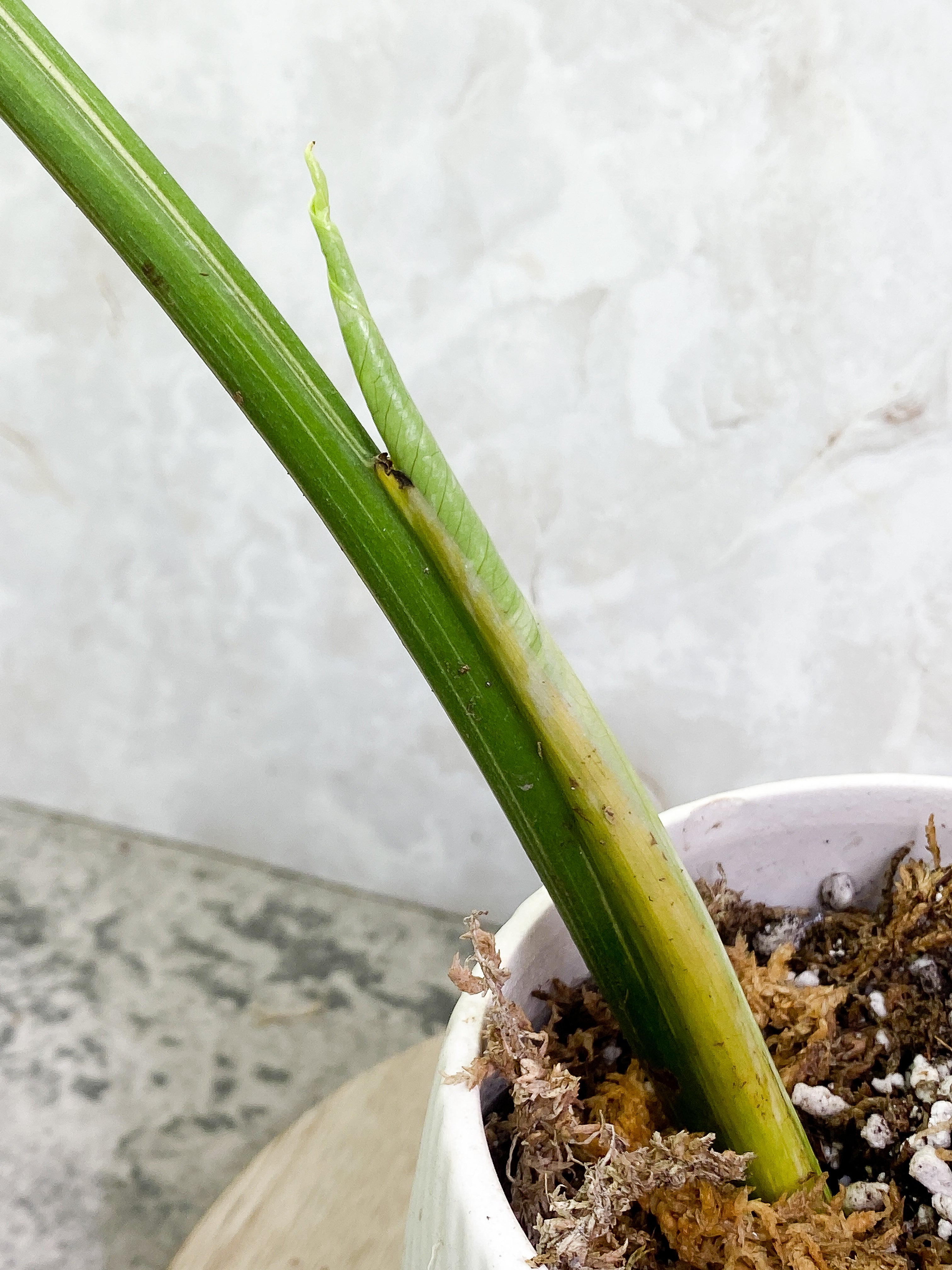Monstera Thai Constellation 1 leaf Rooting