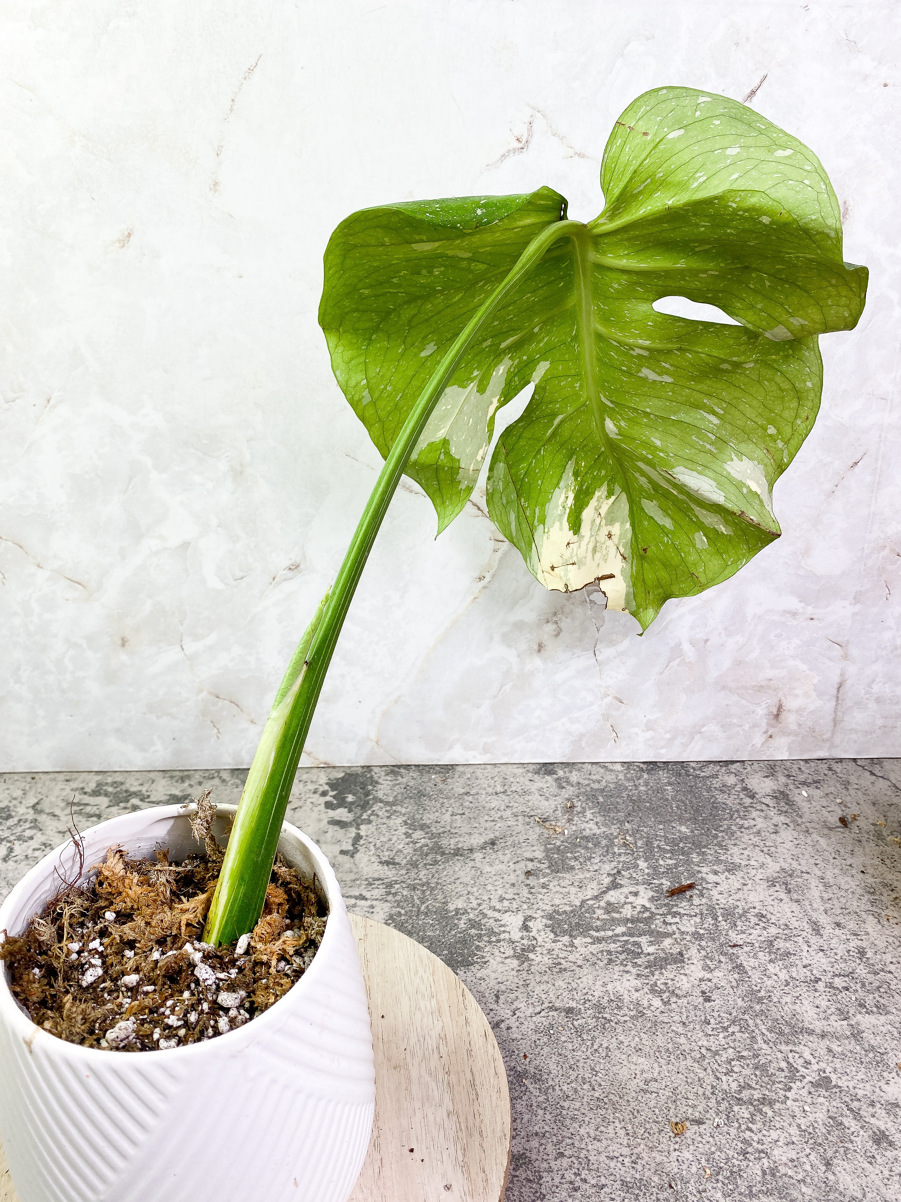 Monstera Thai Constellation 1 leaf Rooting