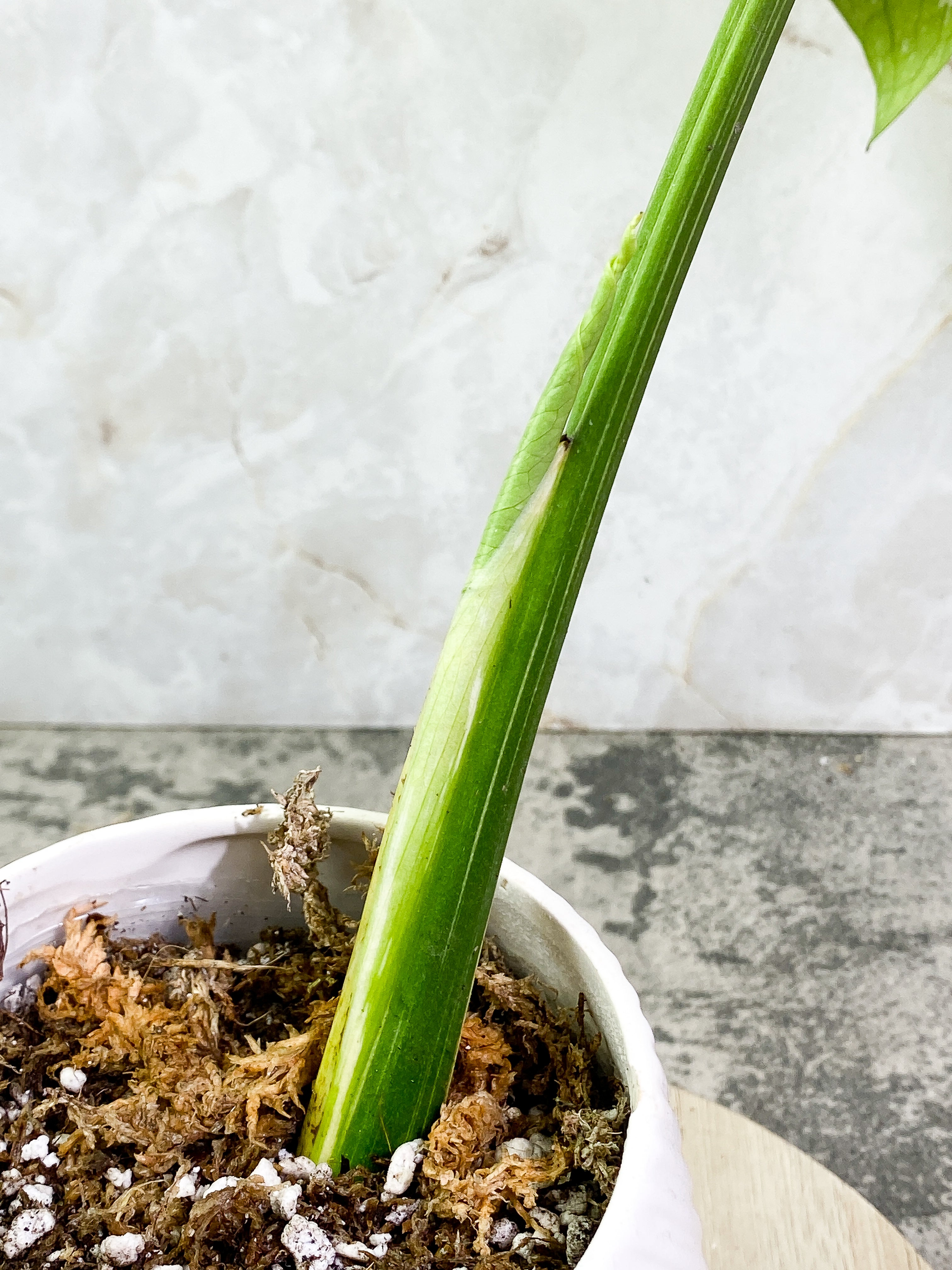 Monstera Thai Constellation 1 leaf Rooting