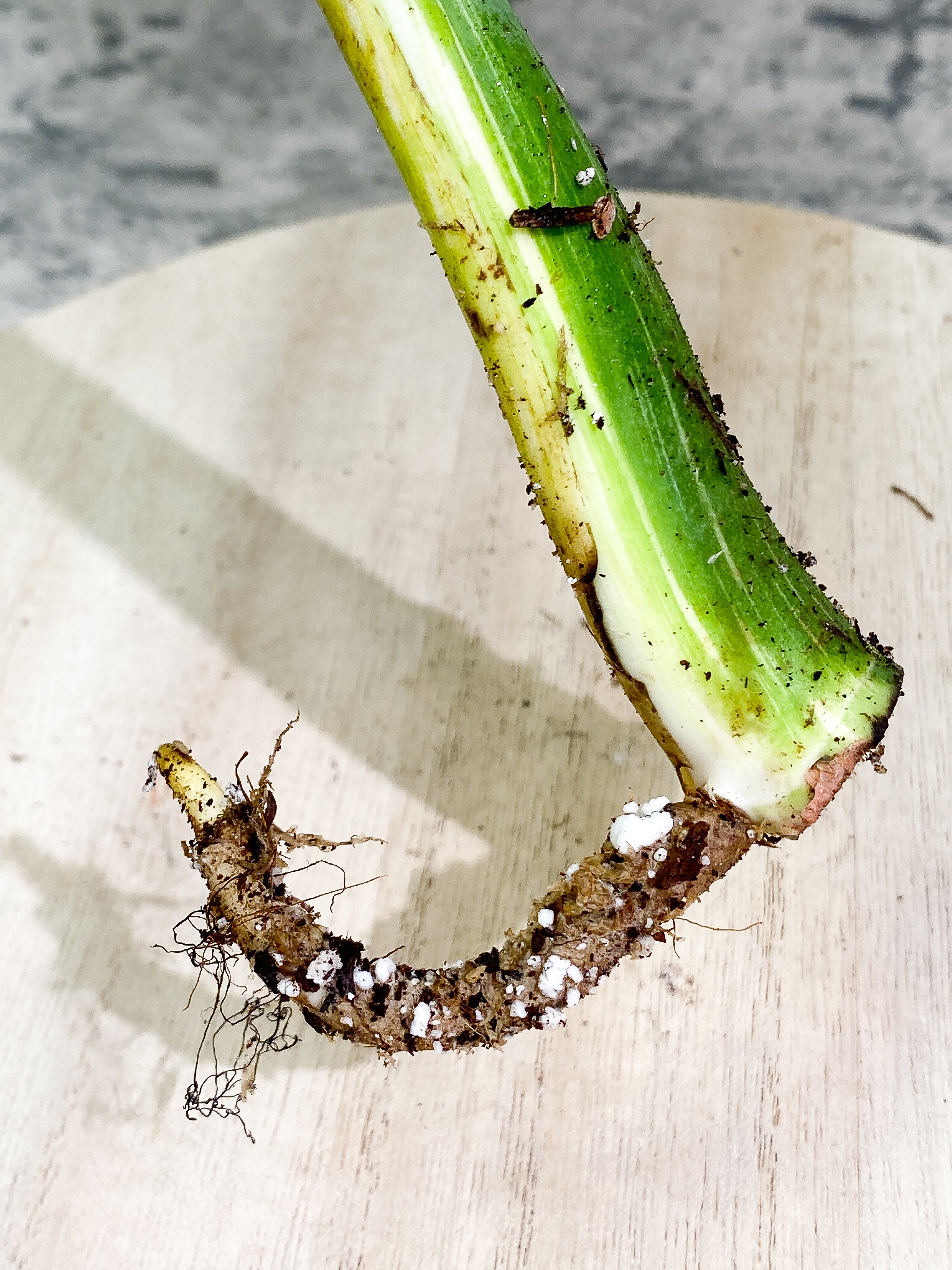 Monstera Thai Constellation 1 leaf Rooting