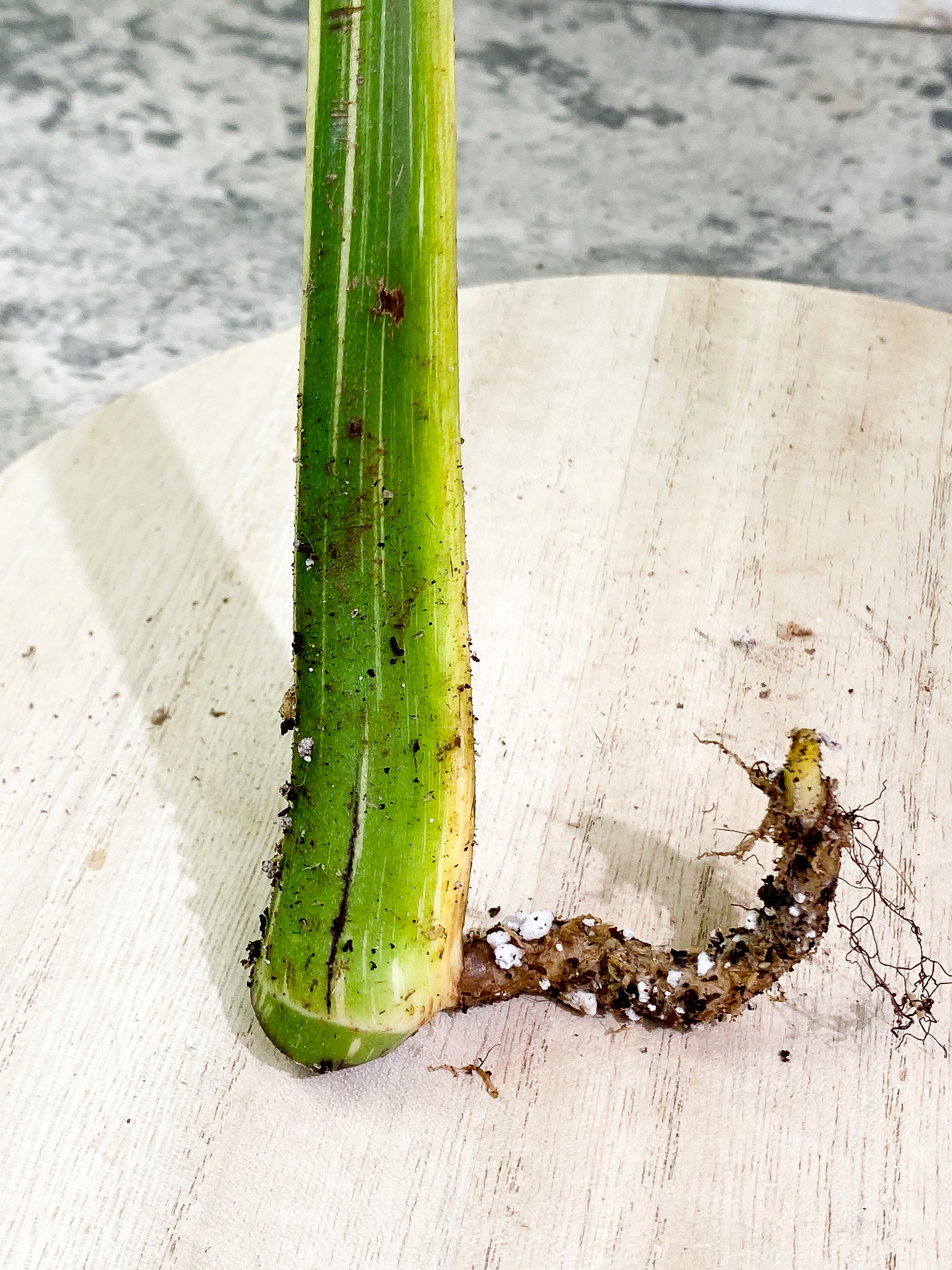 Monstera Thai Constellation 1 leaf Rooting