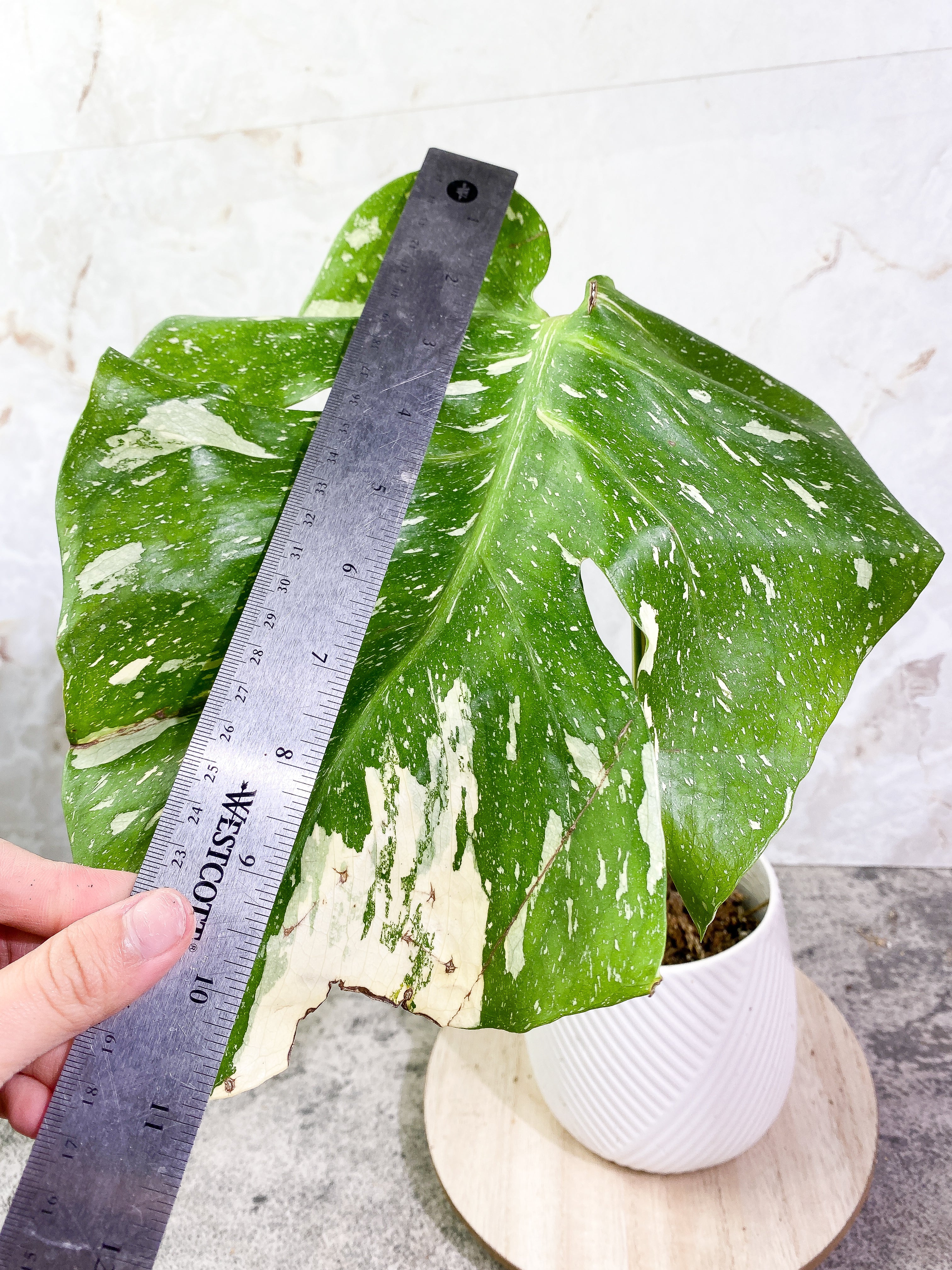Monstera Thai Constellation 1 leaf Rooting