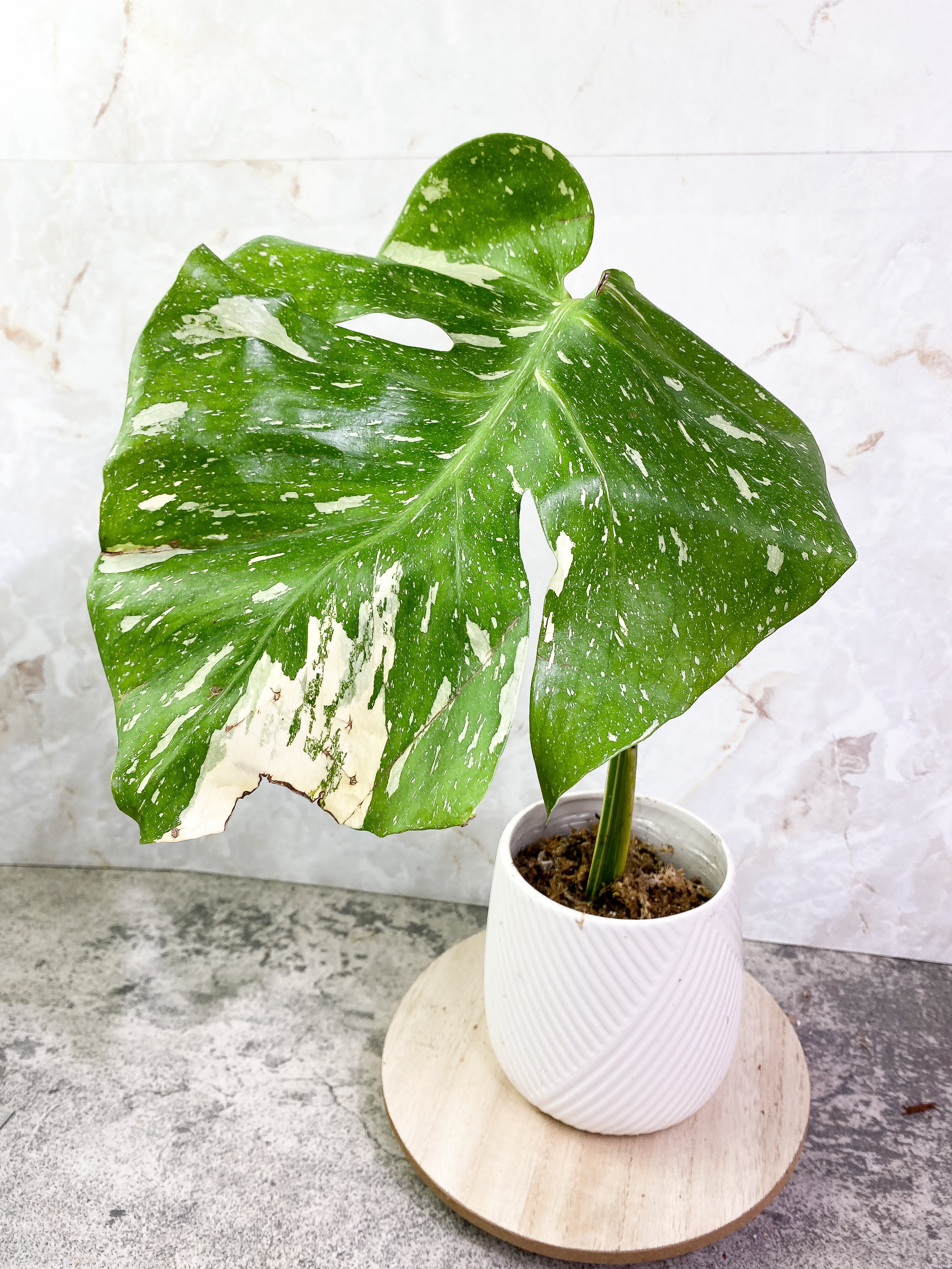 Monstera Thai Constellation 1 leaf Rooting