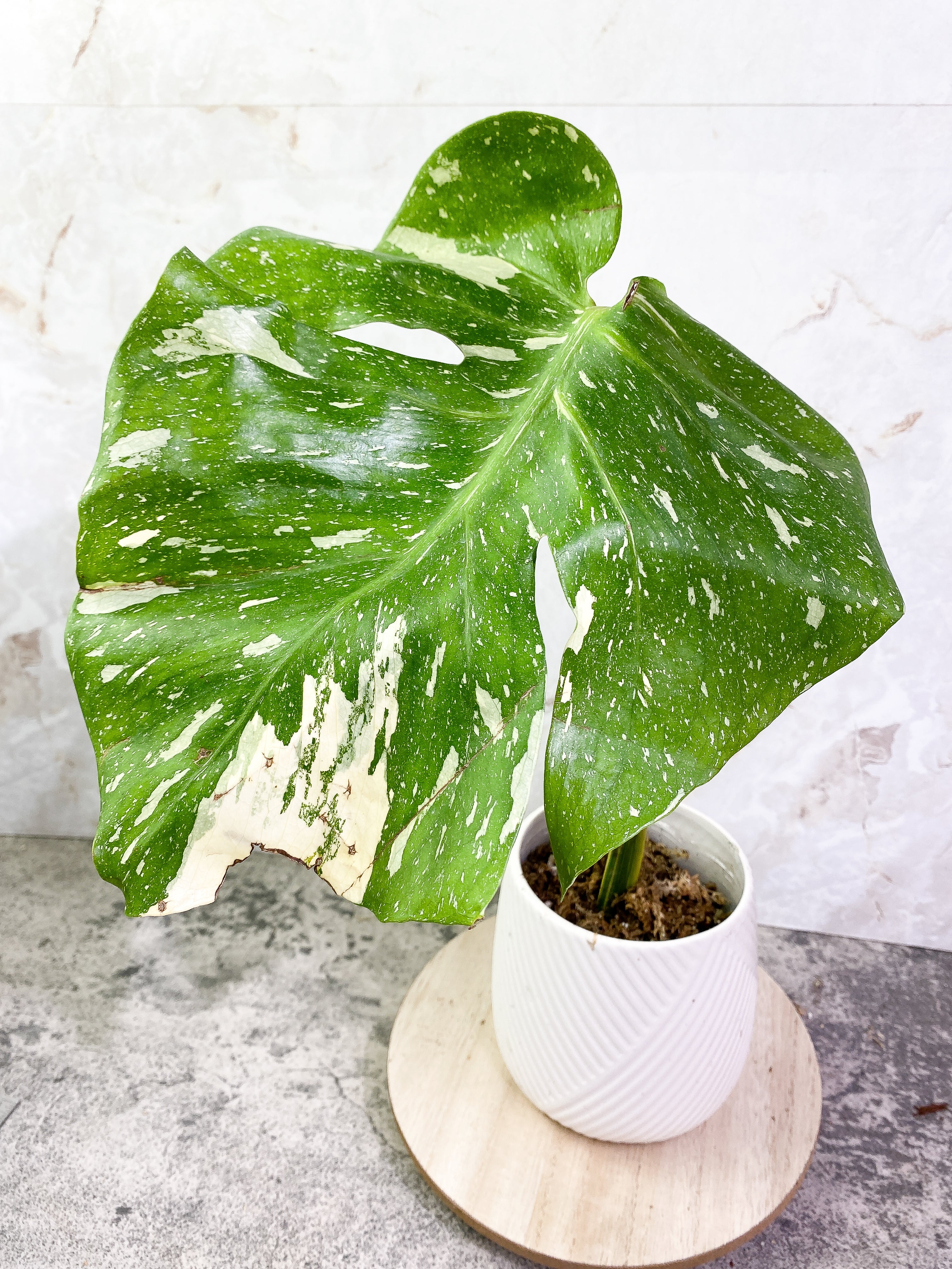 Monstera Thai Constellation 1 leaf Rooting