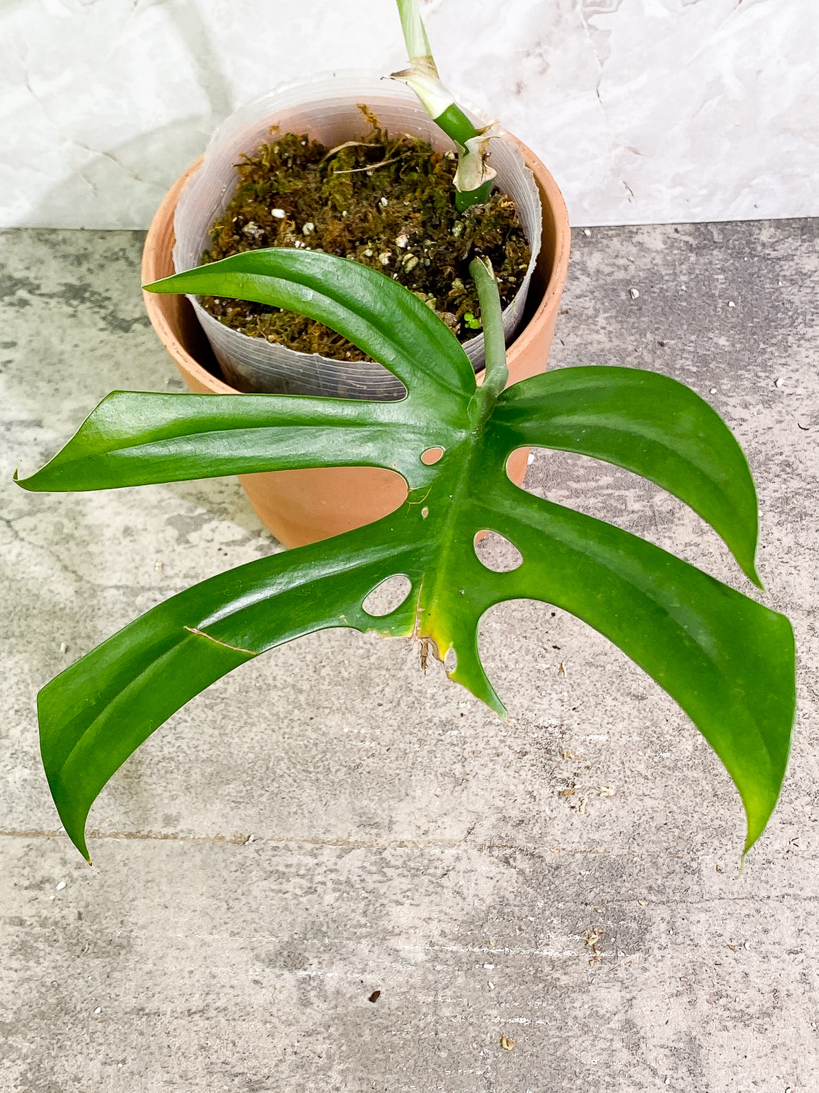 Rhaphidophora Sp "Flame" 2 leaves rooted