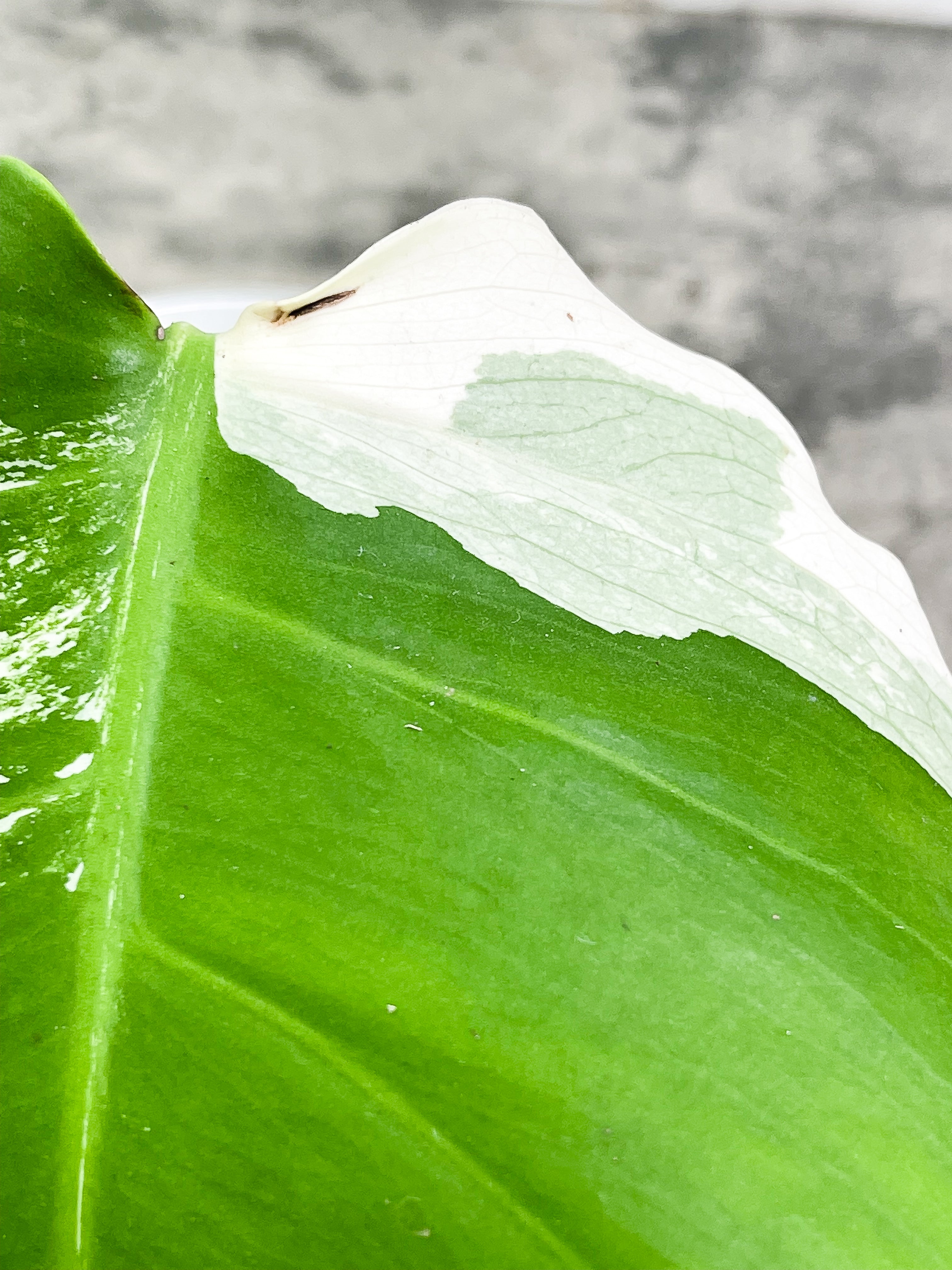 Monstera albo rooting Top Cutting 1 leaf