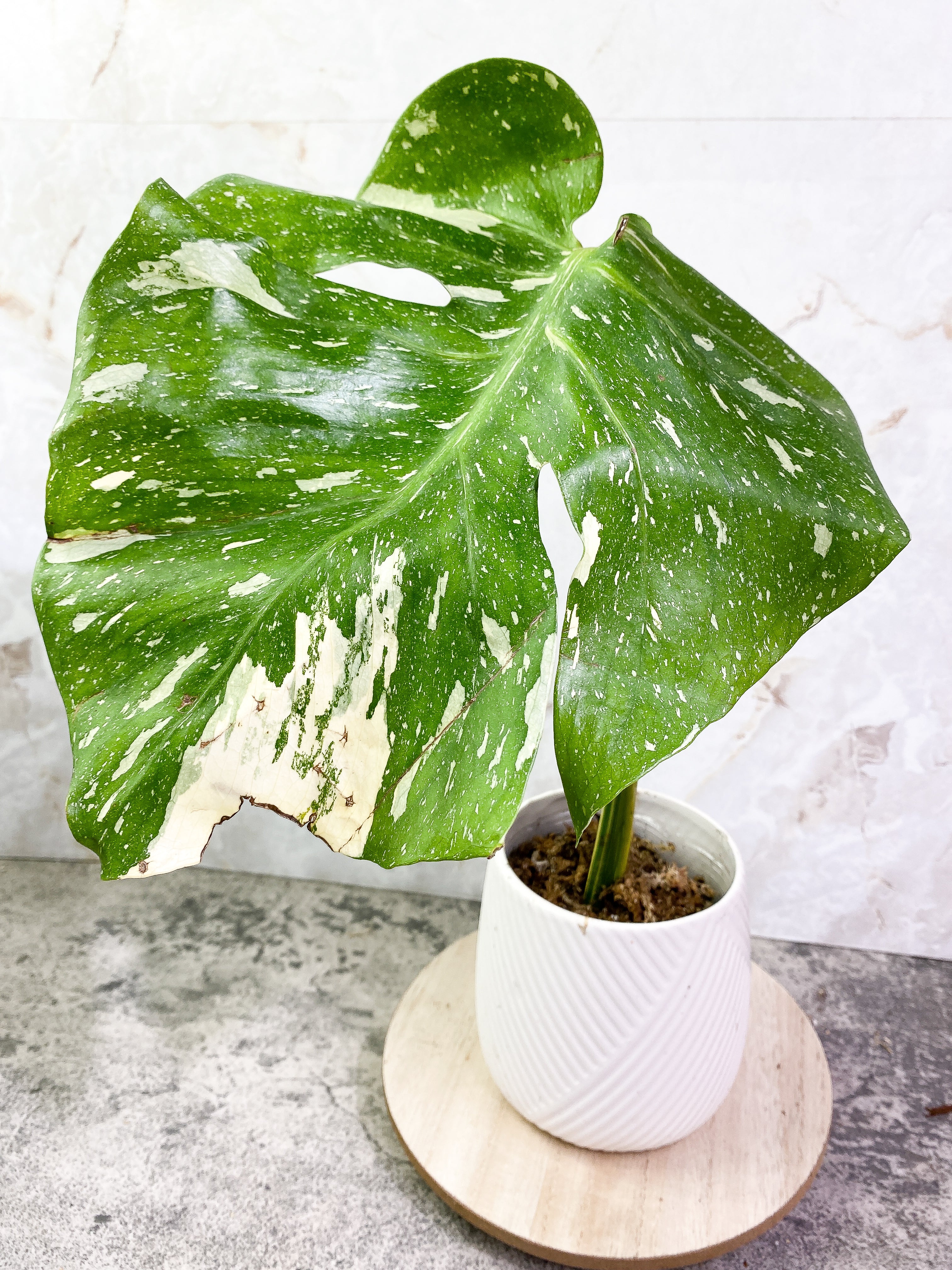 Monstera Thai Constellation 1 leaf Rooting