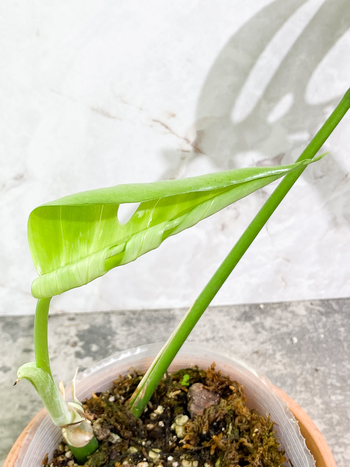 Rhaphidophora Sp "Flame" 2 leaves rooted
