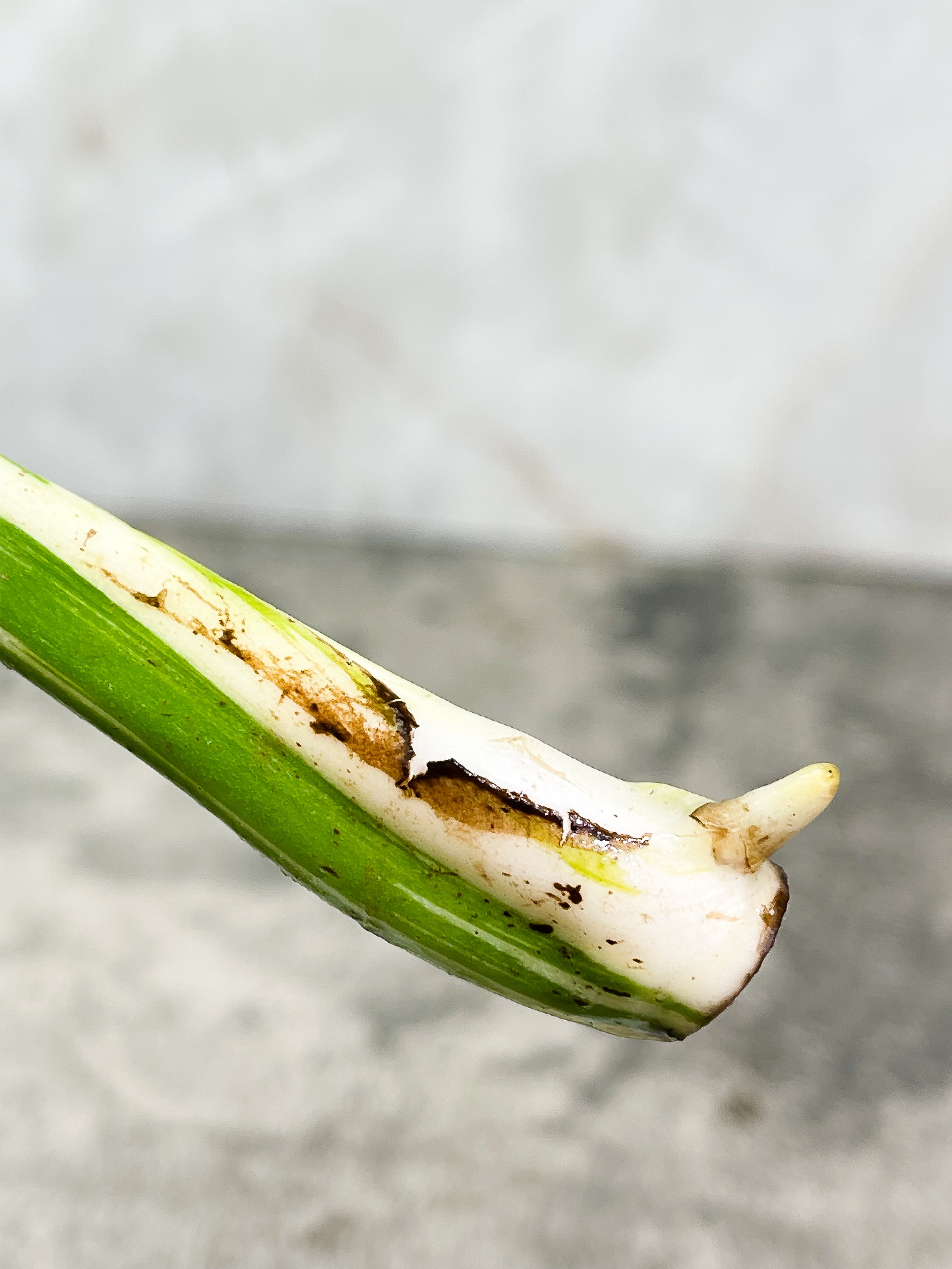 Monstera albo rooting Top Cutting 1 leaf
