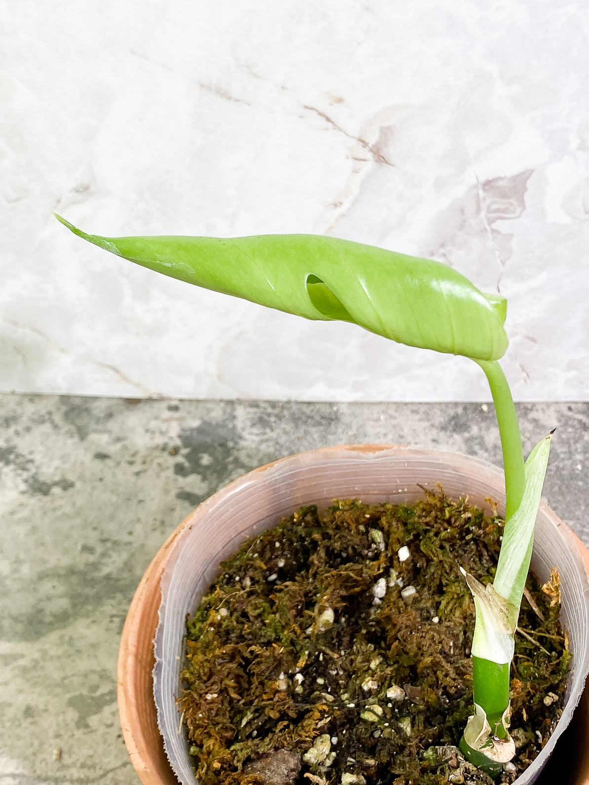 Rhaphidophora Sp "Flame" 2 leaves rooted