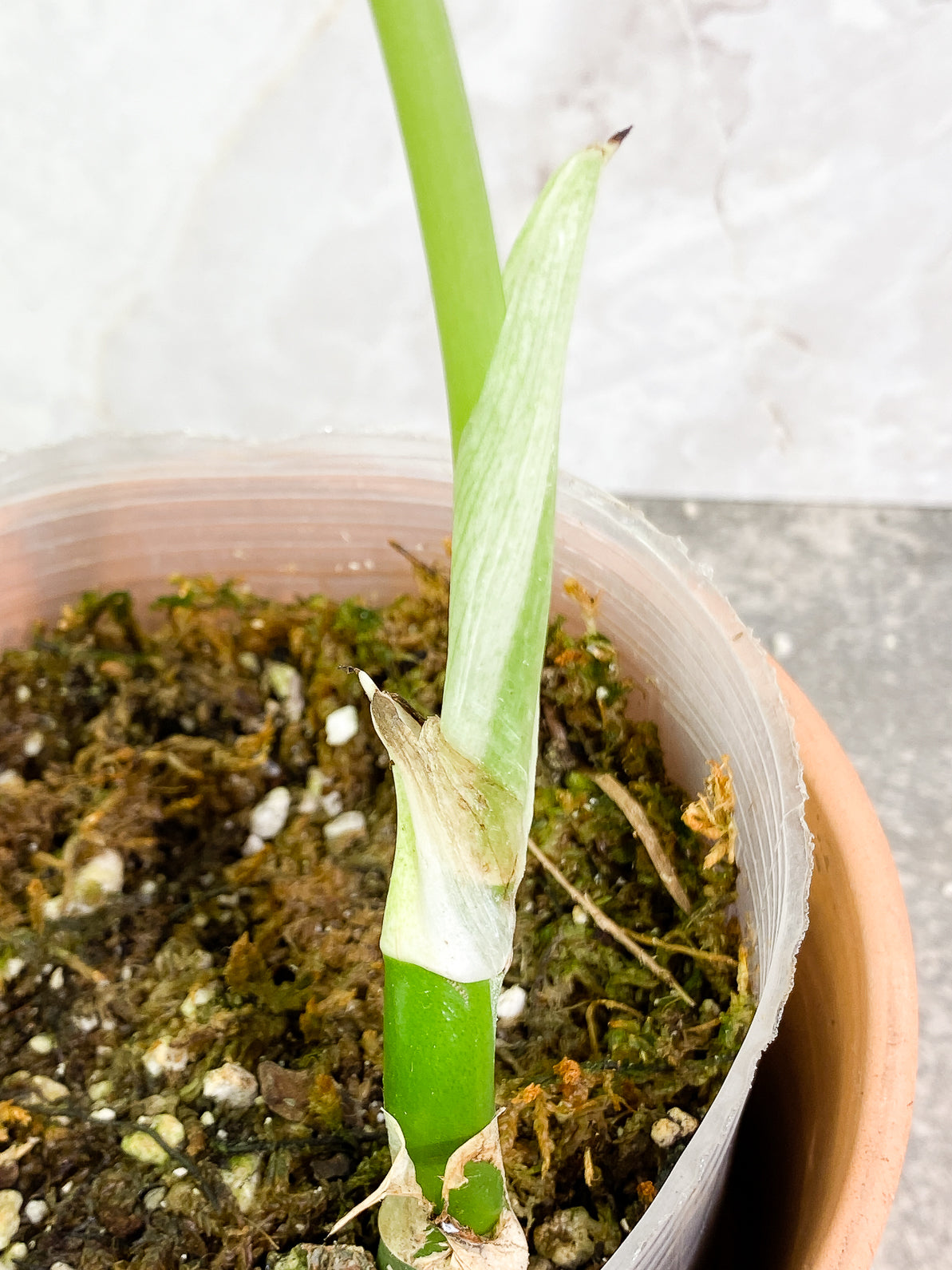 Rhaphidophora Sp "Flame" 2 leaves rooted