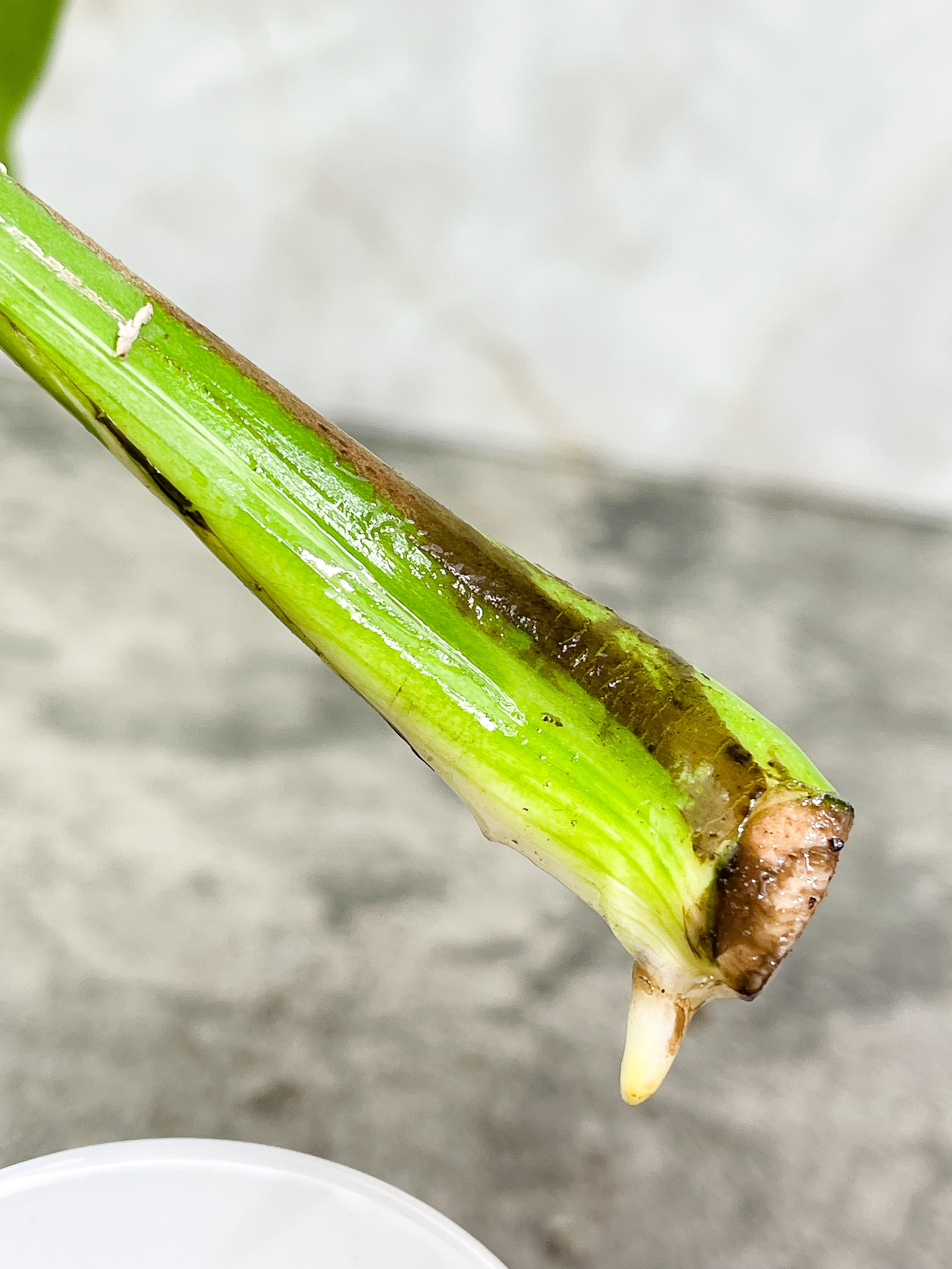 Monstera albo rooting Top Cutting 1 leaf