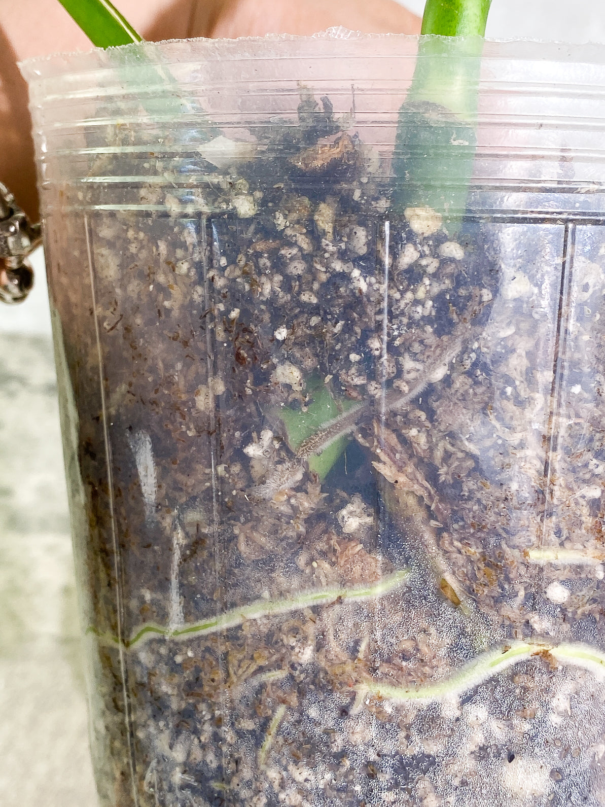 Rhaphidophora Sp "Flame" 2 leaves rooted