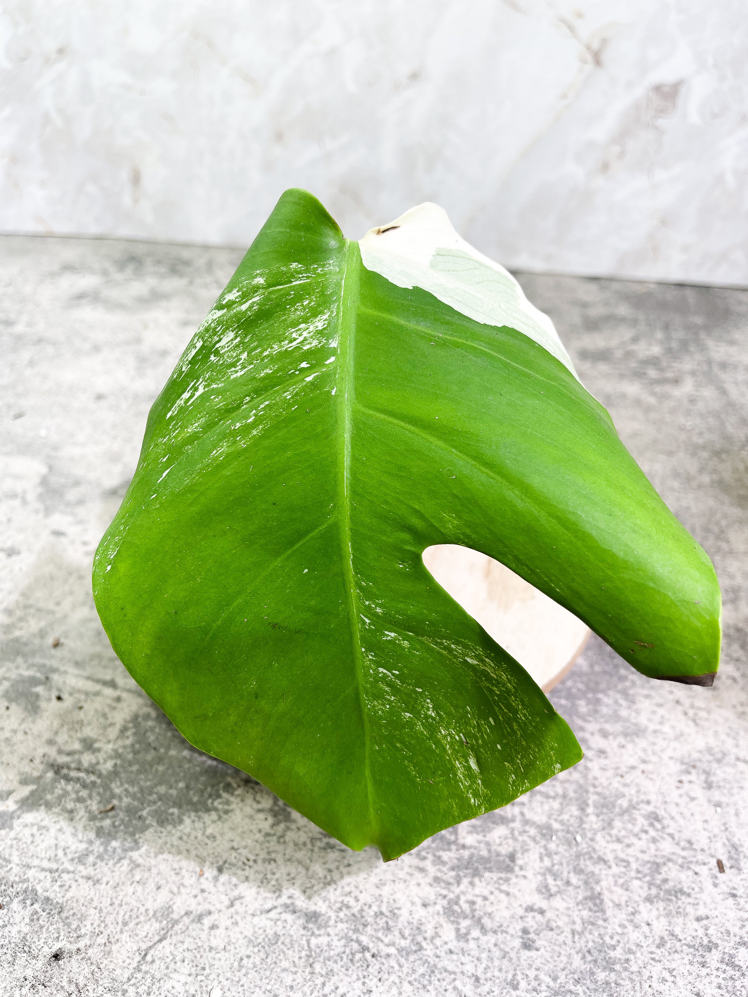 Monstera albo rooting Top Cutting 1 leaf
