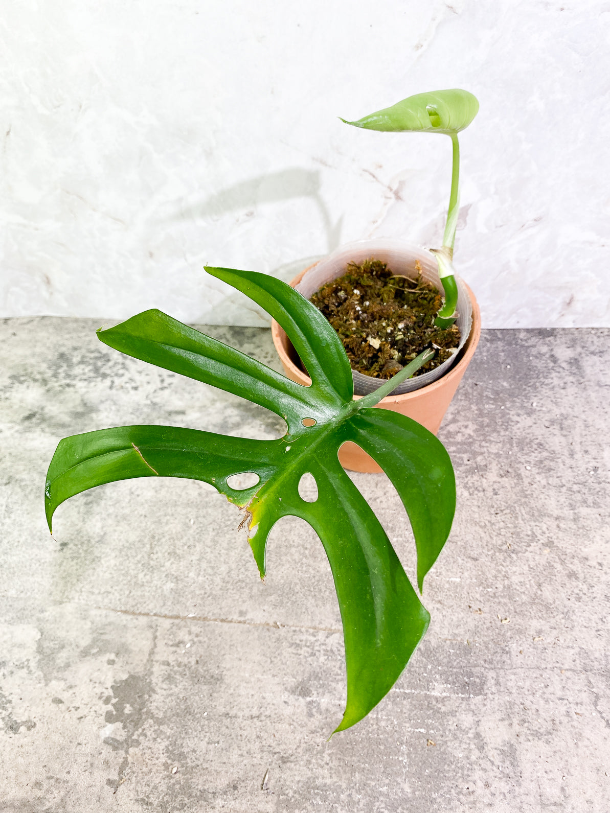 Rhaphidophora Sp "Flame" 2 leaves rooted