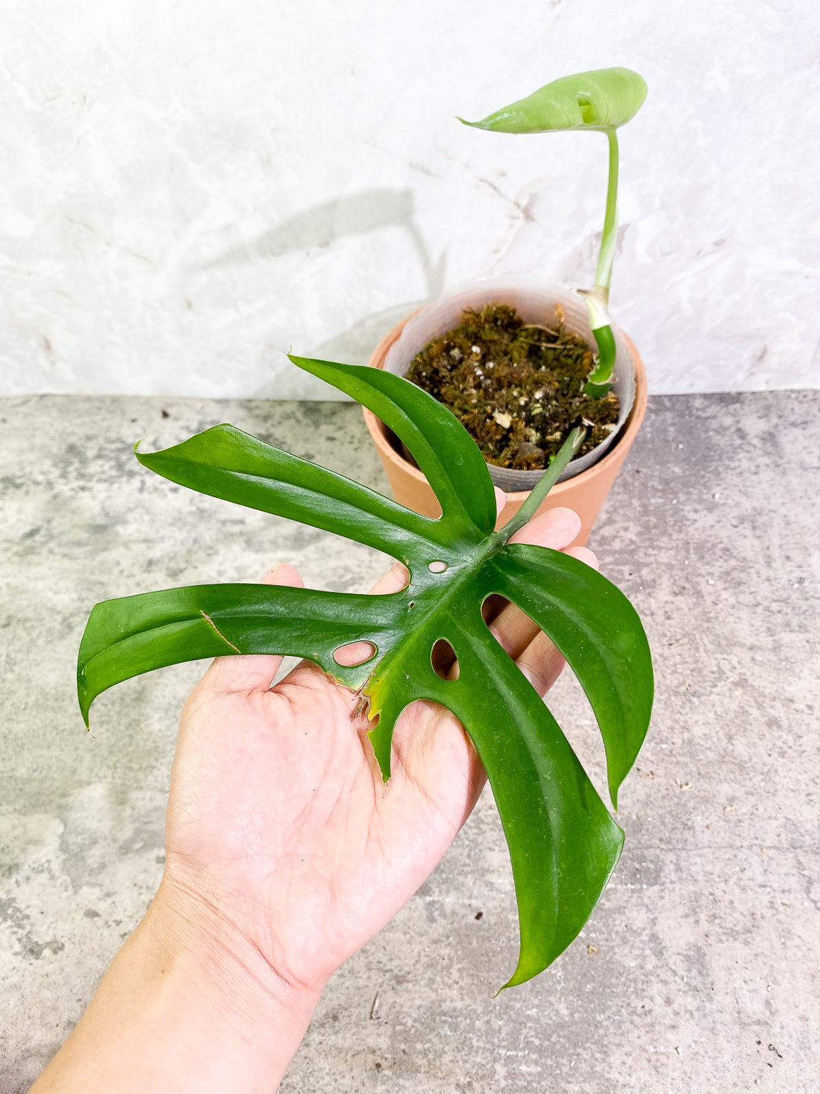 Rhaphidophora Sp "Flame" 2 leaves rooted