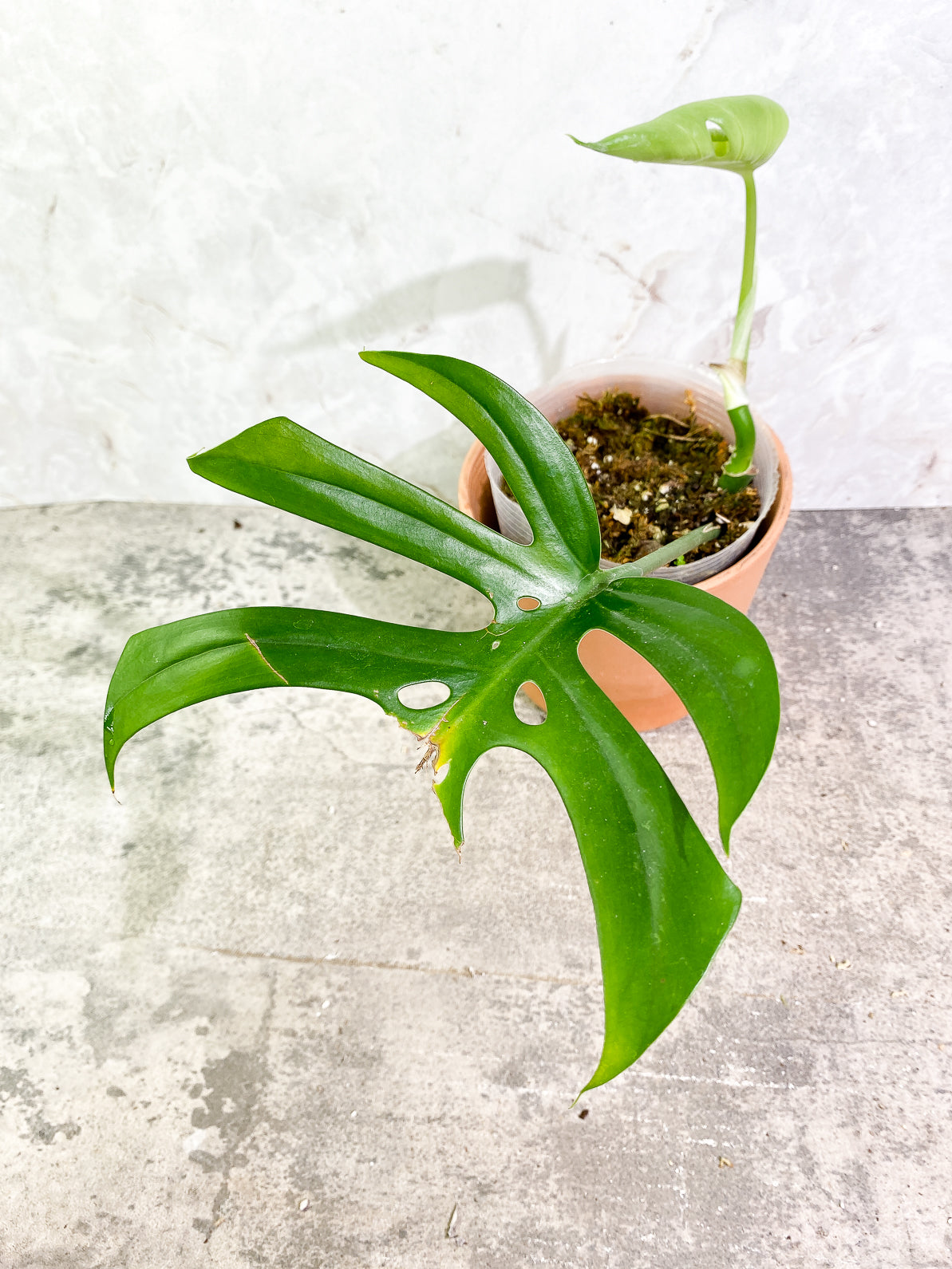 Rhaphidophora Sp "Flame" 2 leaves rooted