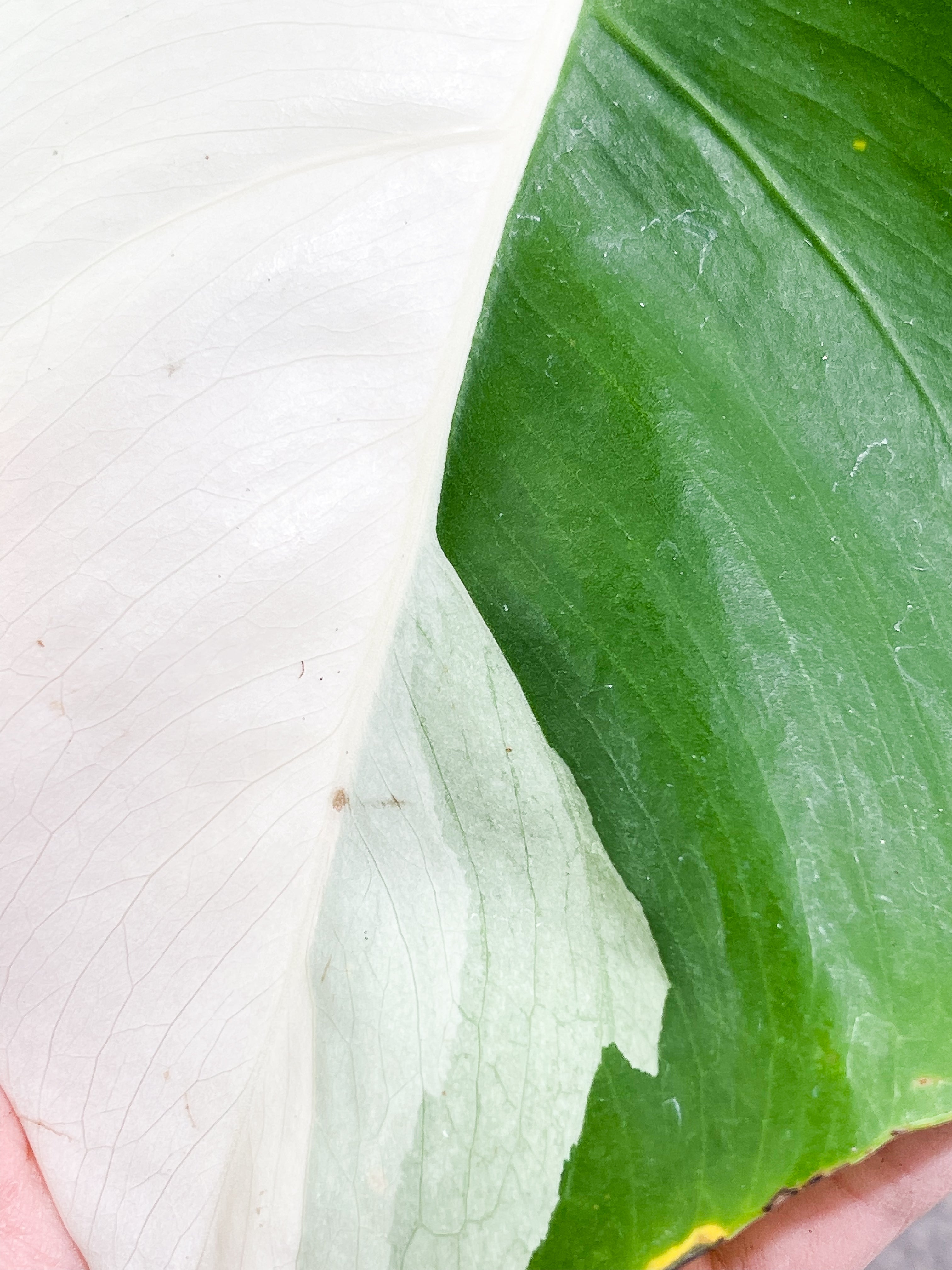 Monstera albo 1 leaf 1 sprout Top Cutting Slightly Rooted Half Moon