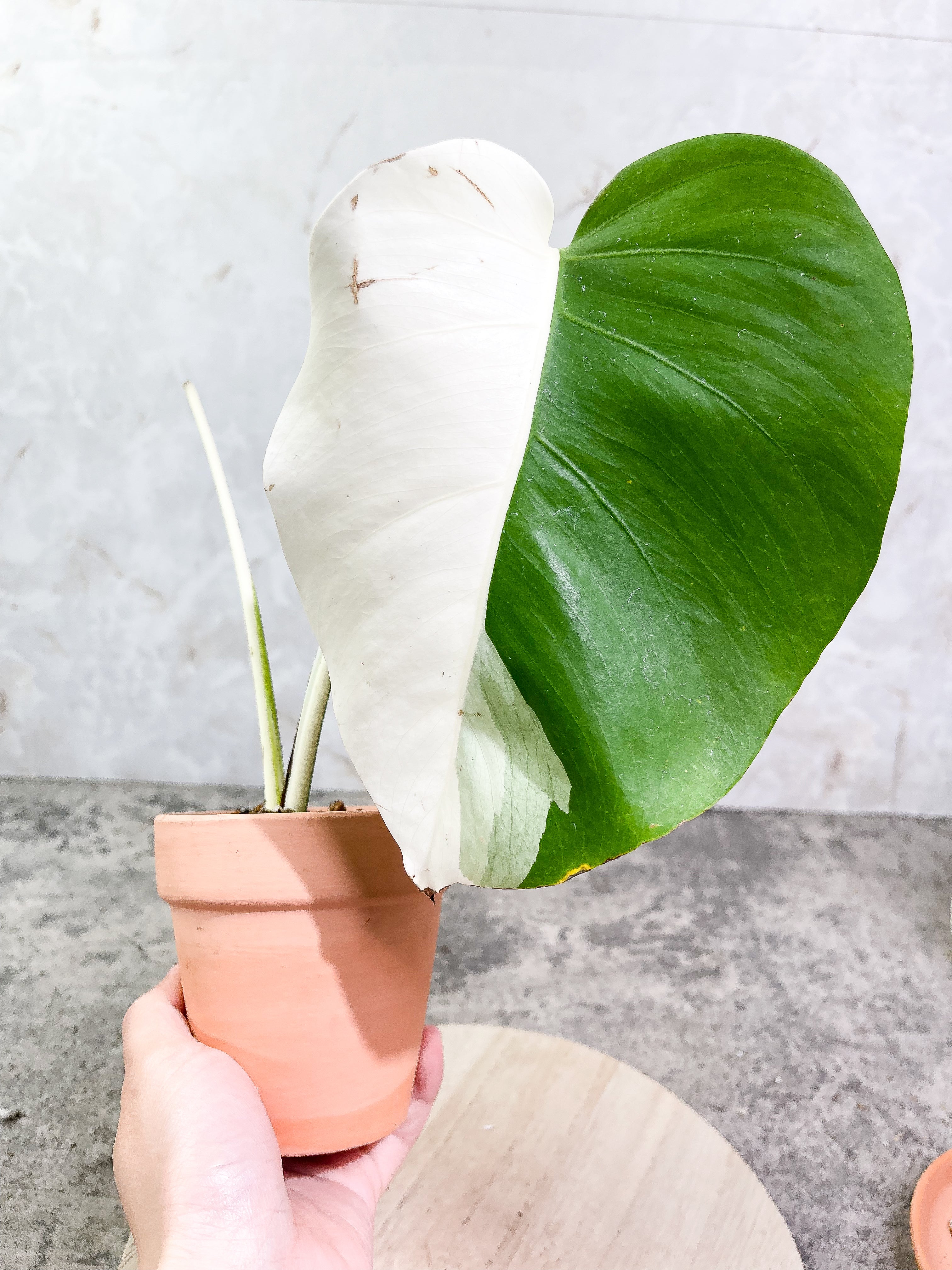 Monstera albo 1 leaf 1 sprout Top Cutting Slightly Rooted Half Moon