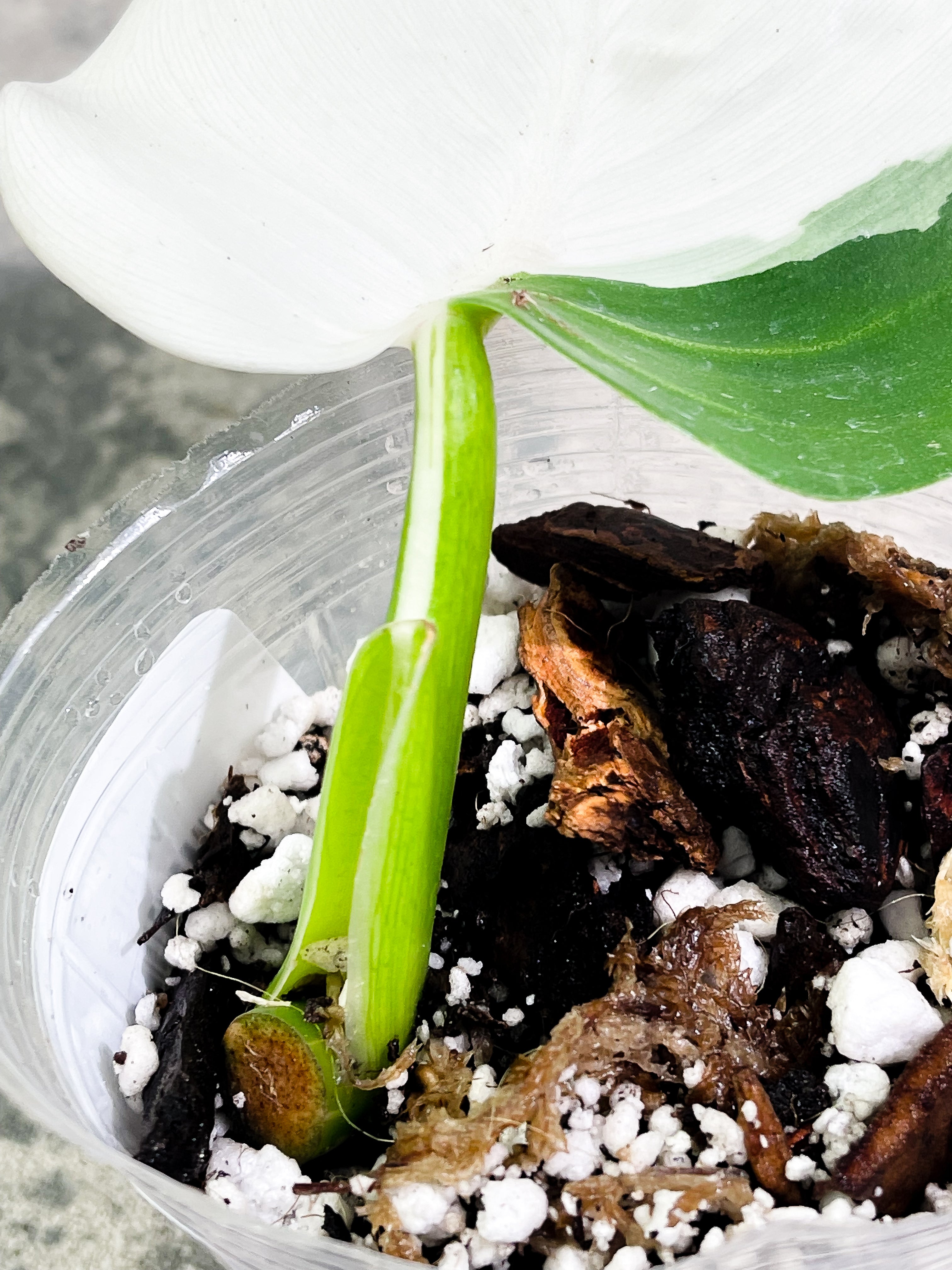 Philodendron White Wizard Slightly Rooted Highly Variegated