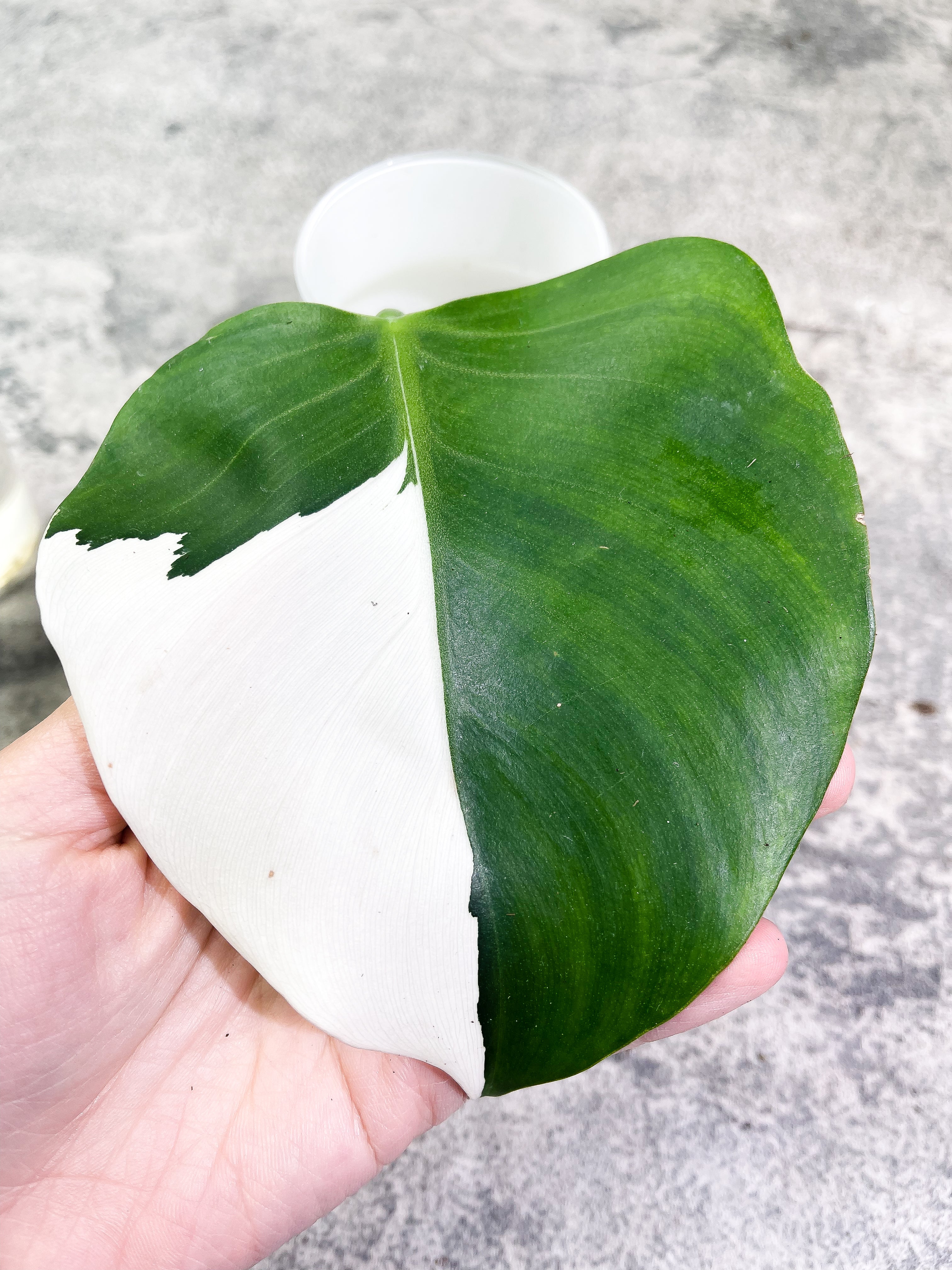Philodendron White Wizard Rooting Highly Variegated 1 leaf