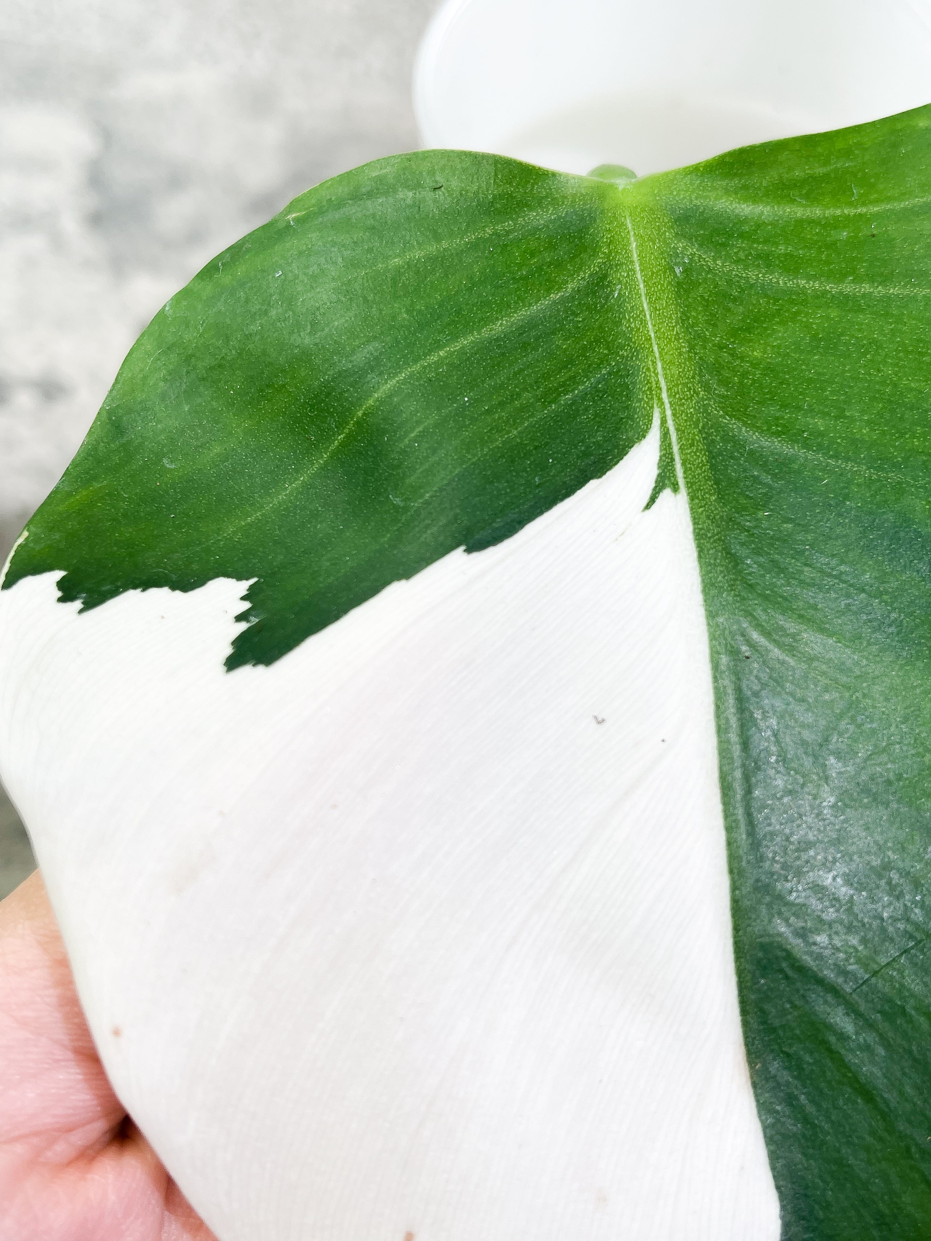 Philodendron White Wizard Rooting Highly Variegated 1 leaf