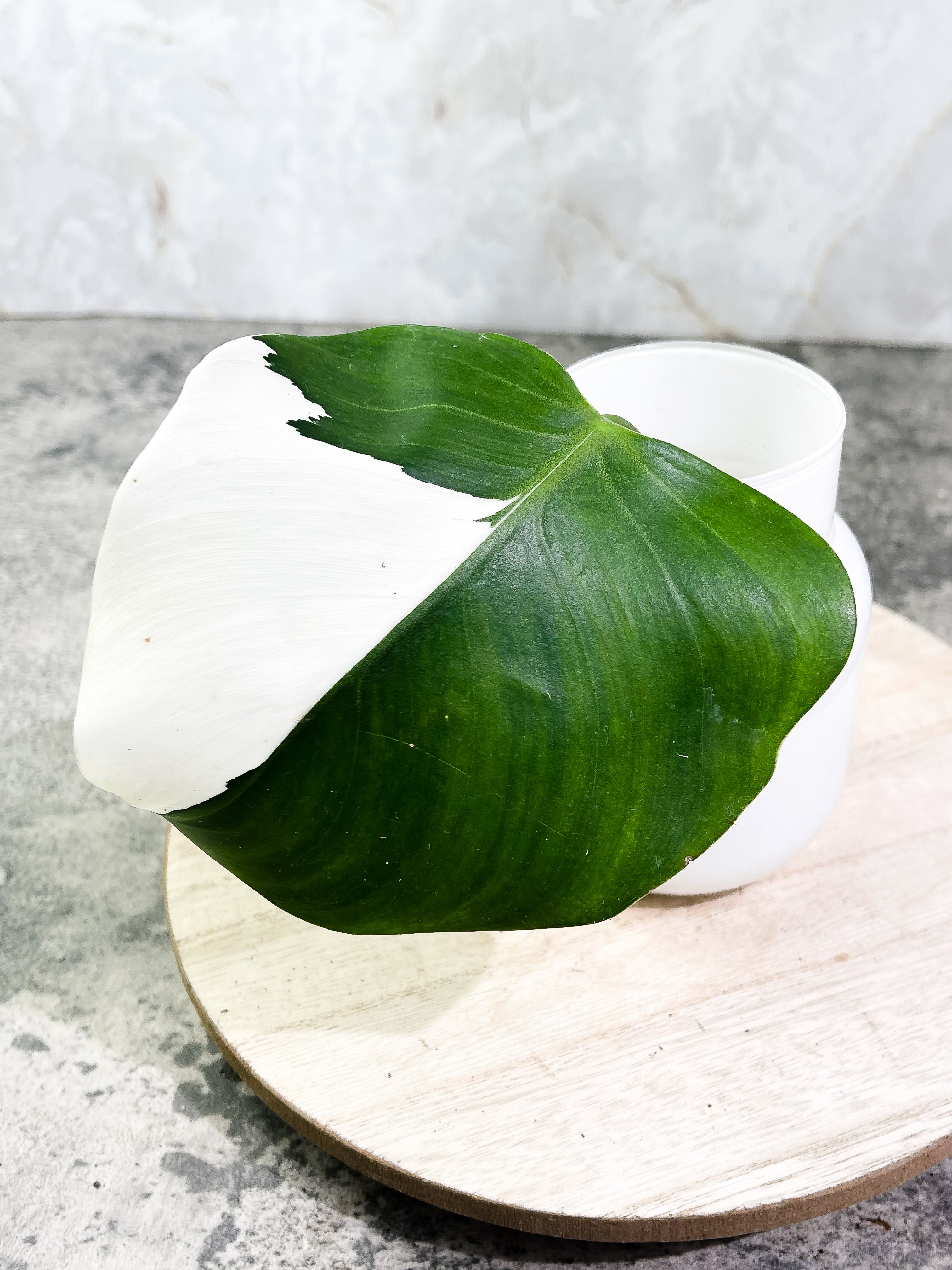 Philodendron White Wizard Rooting Highly Variegated 1 leaf