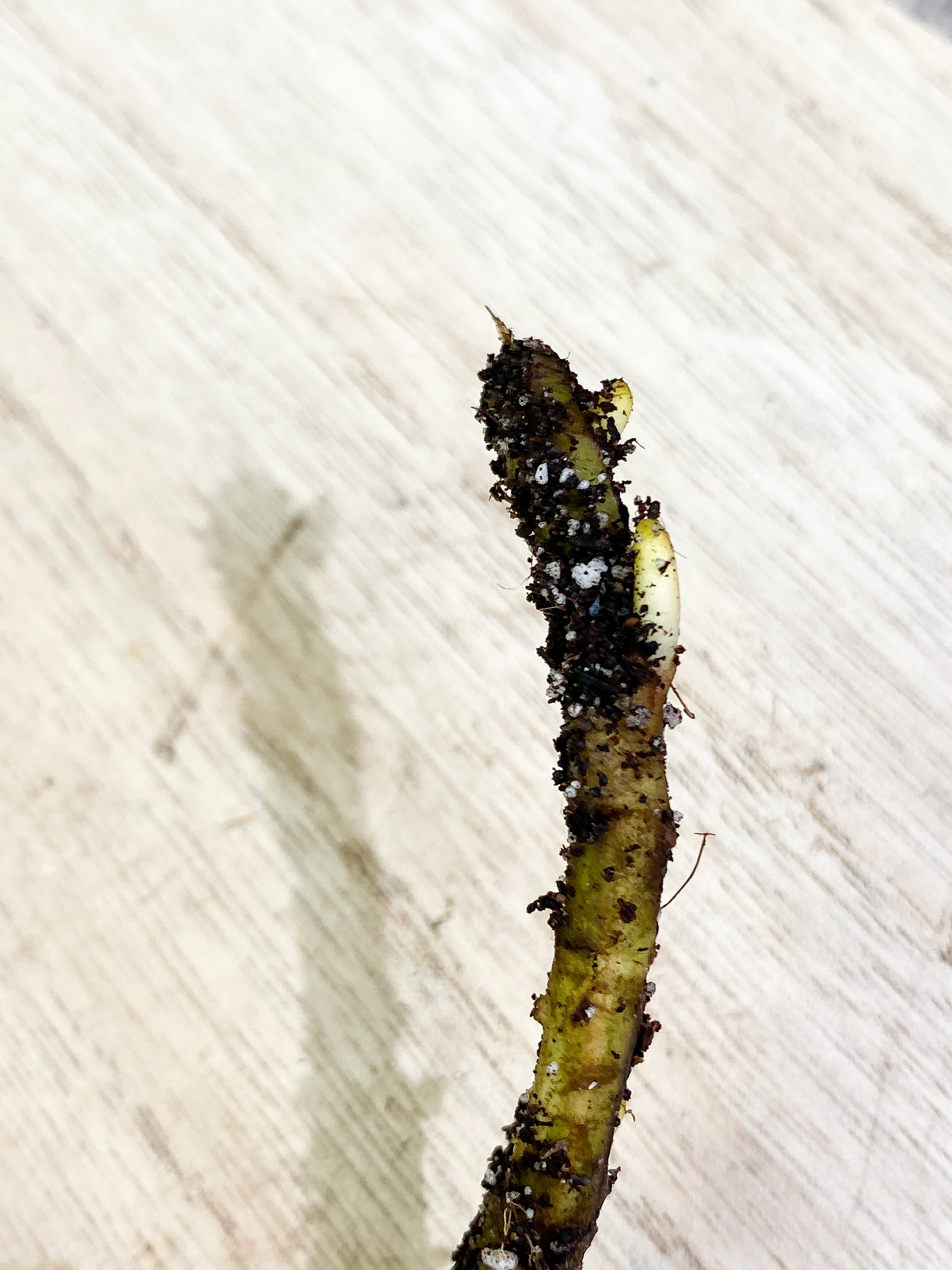 Monstera Thai Constellation 1 leaf Rooting