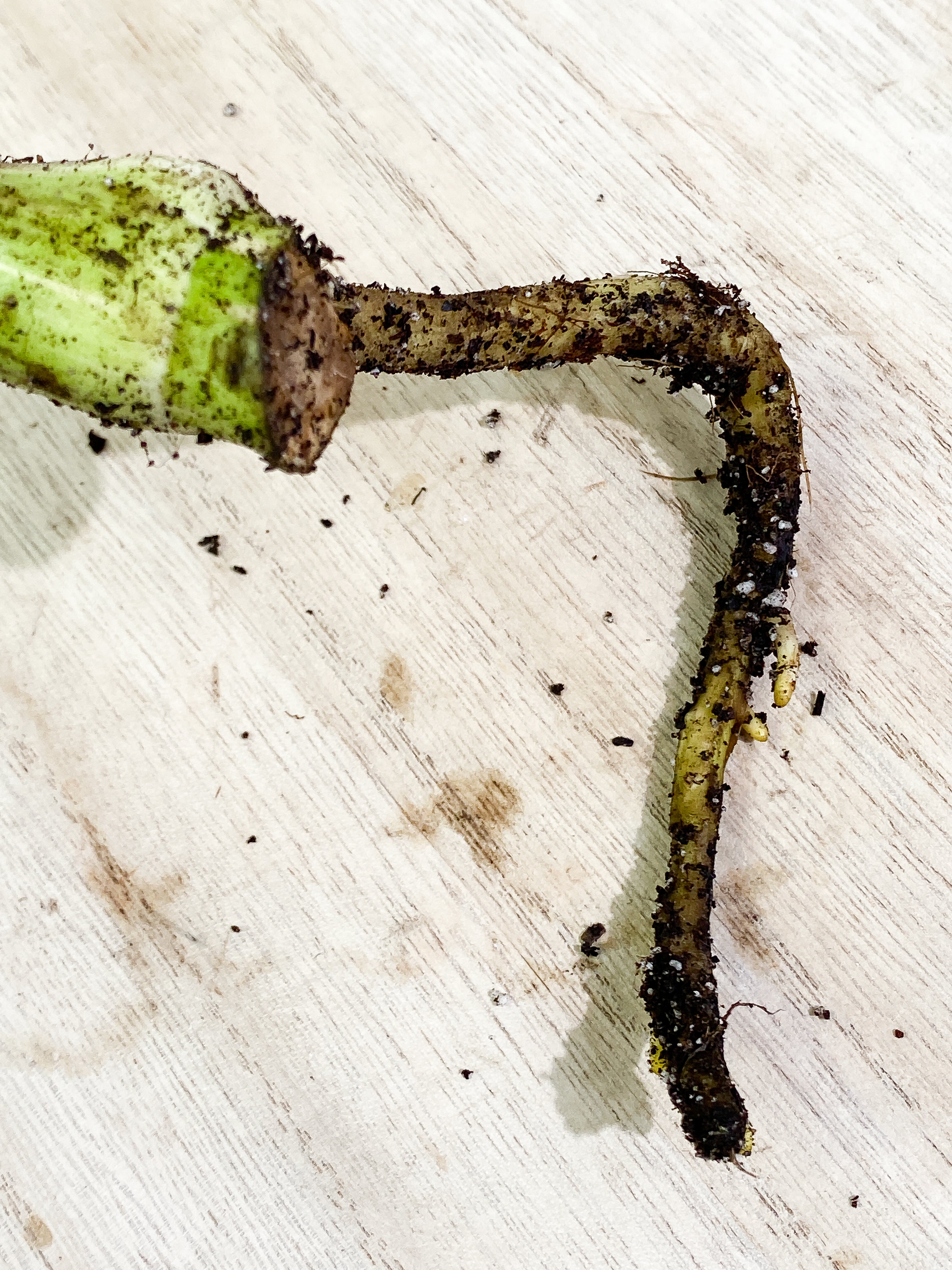 Monstera Thai Constellation 1 leaf Rooting