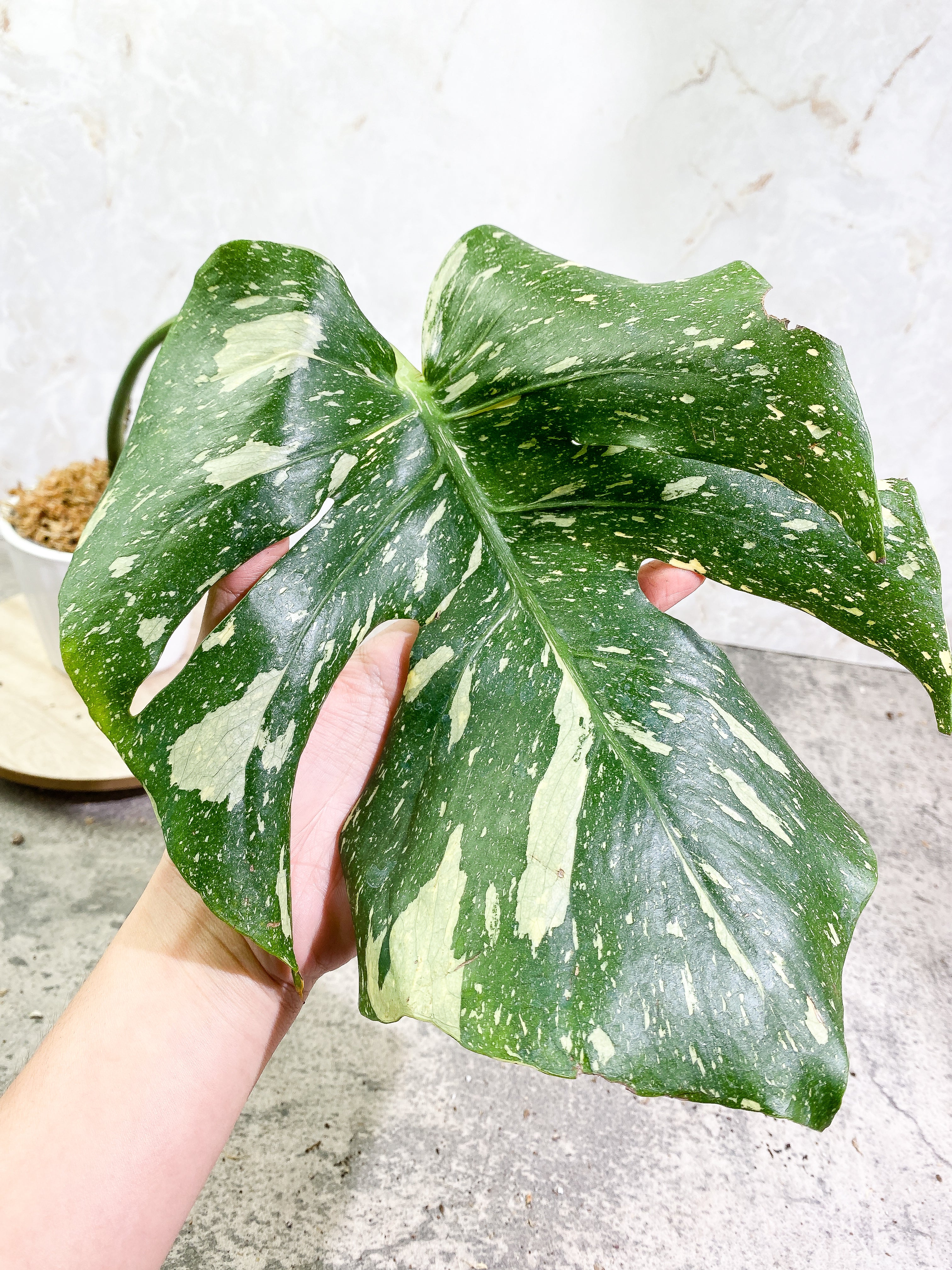 Monstera Thai Constellation 1 leaf Rooting