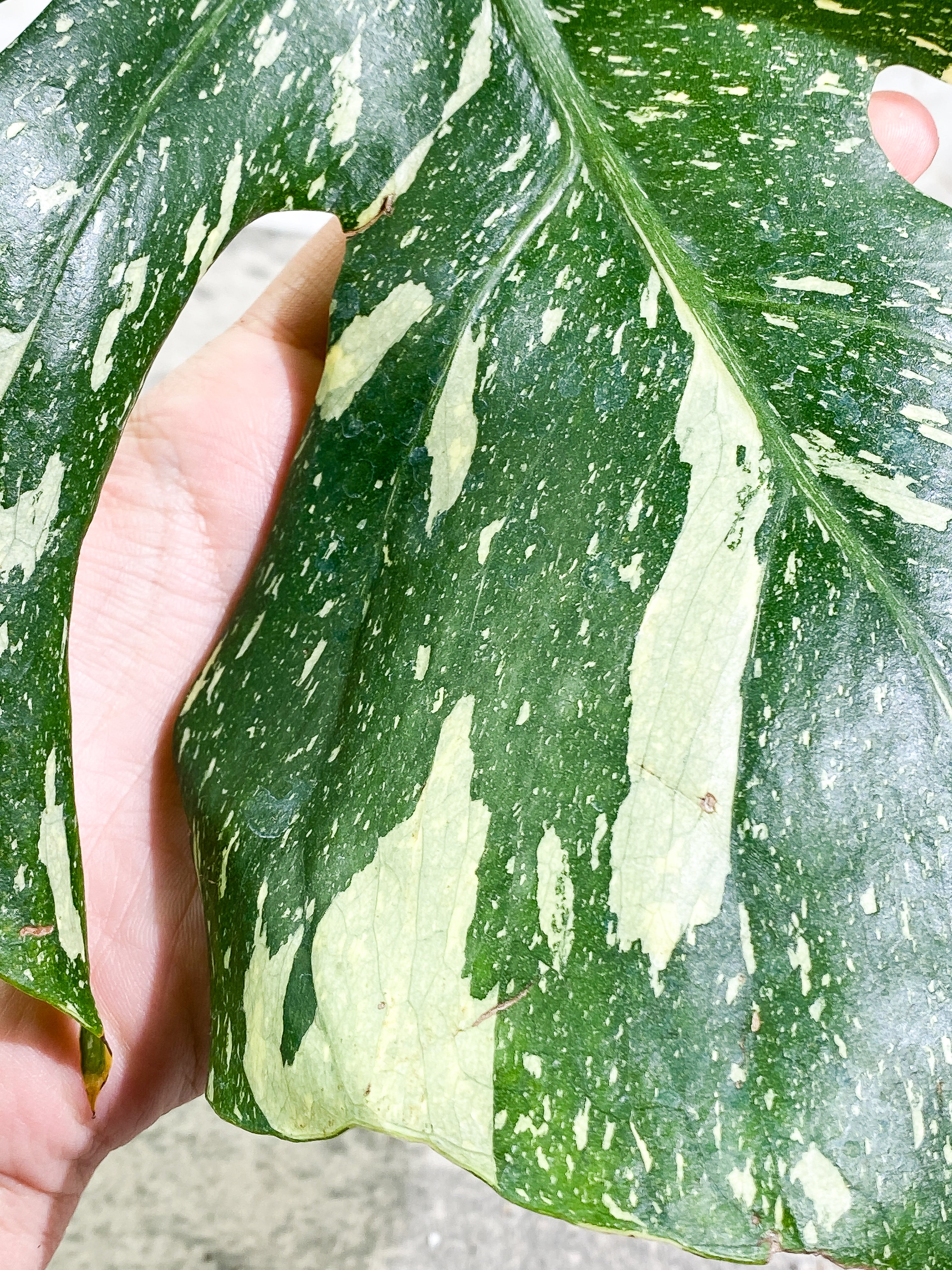 Monstera Thai Constellation 1 leaf Rooting