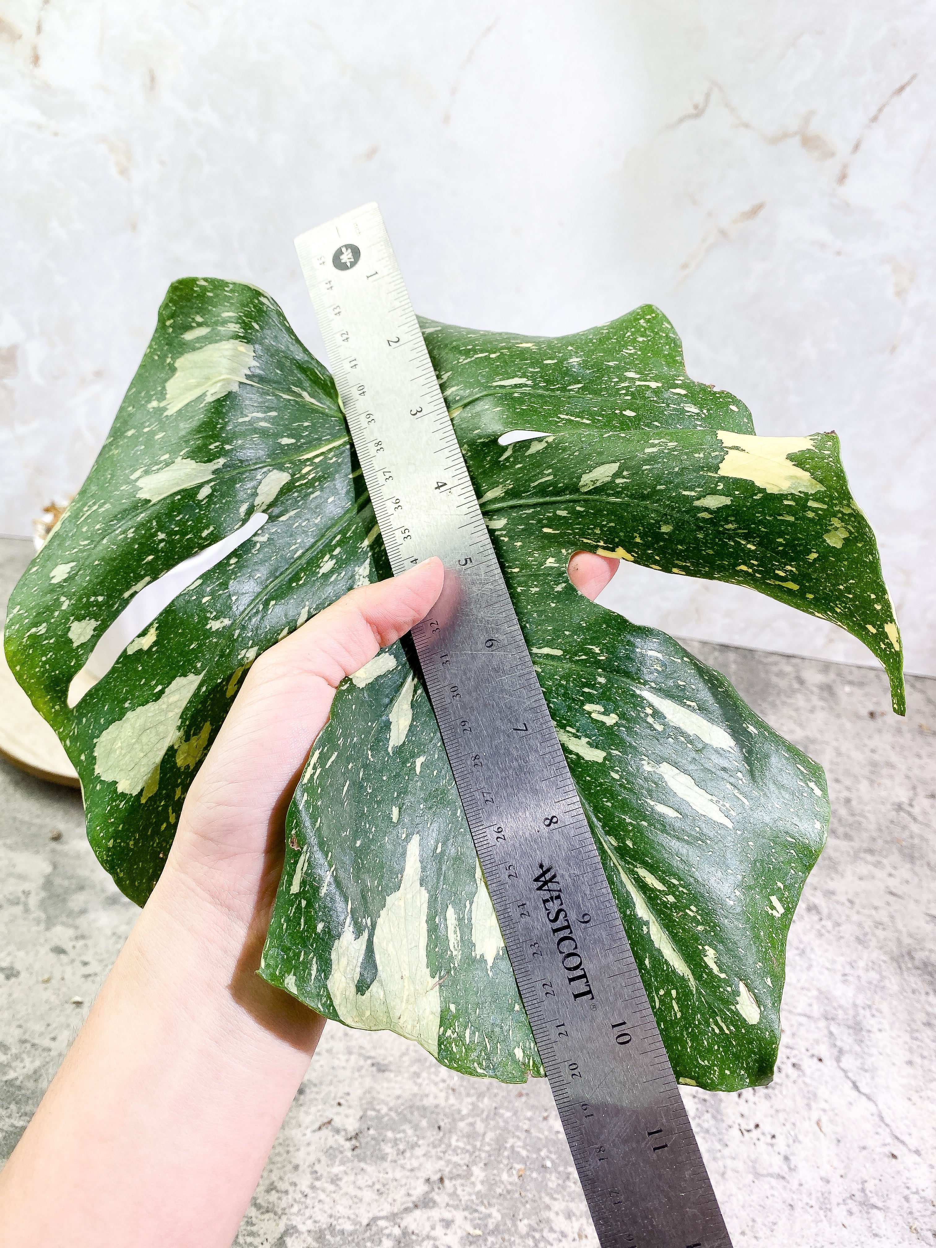 Monstera Thai Constellation 1 leaf Rooting
