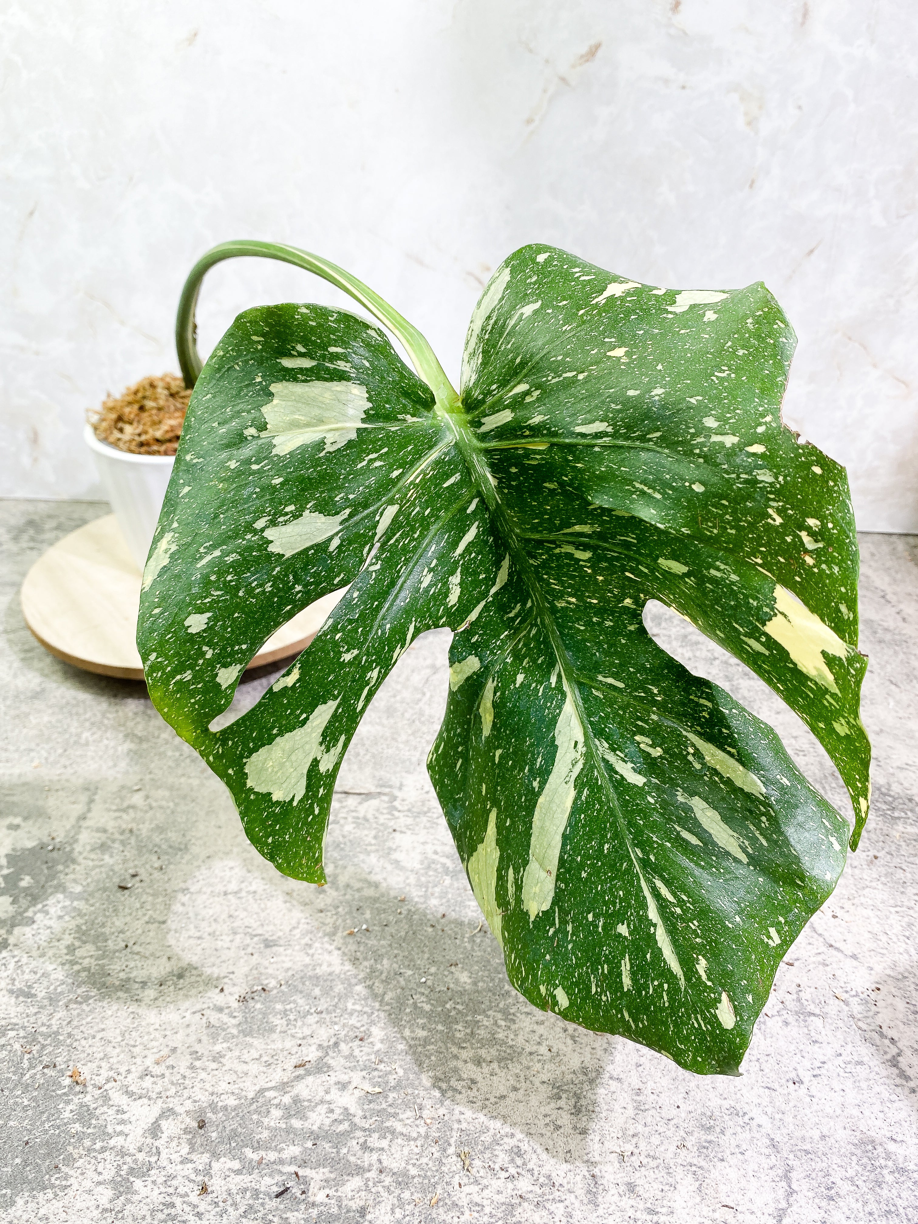 Monstera Thai Constellation 1 leaf Rooting