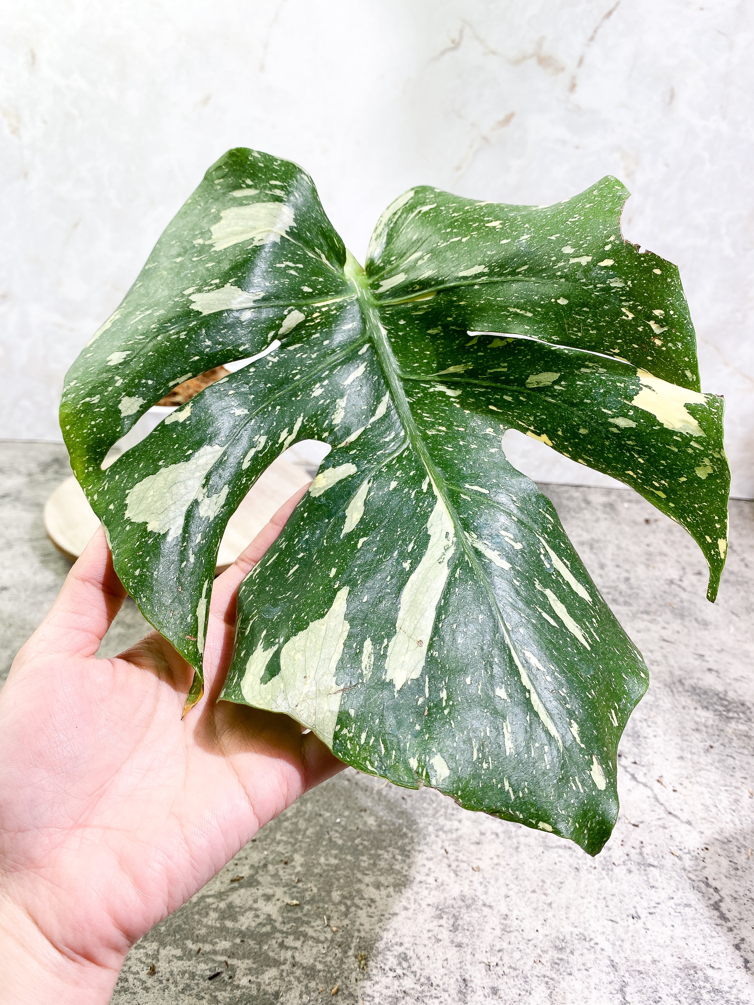 Monstera Thai Constellation 1 leaf Rooting