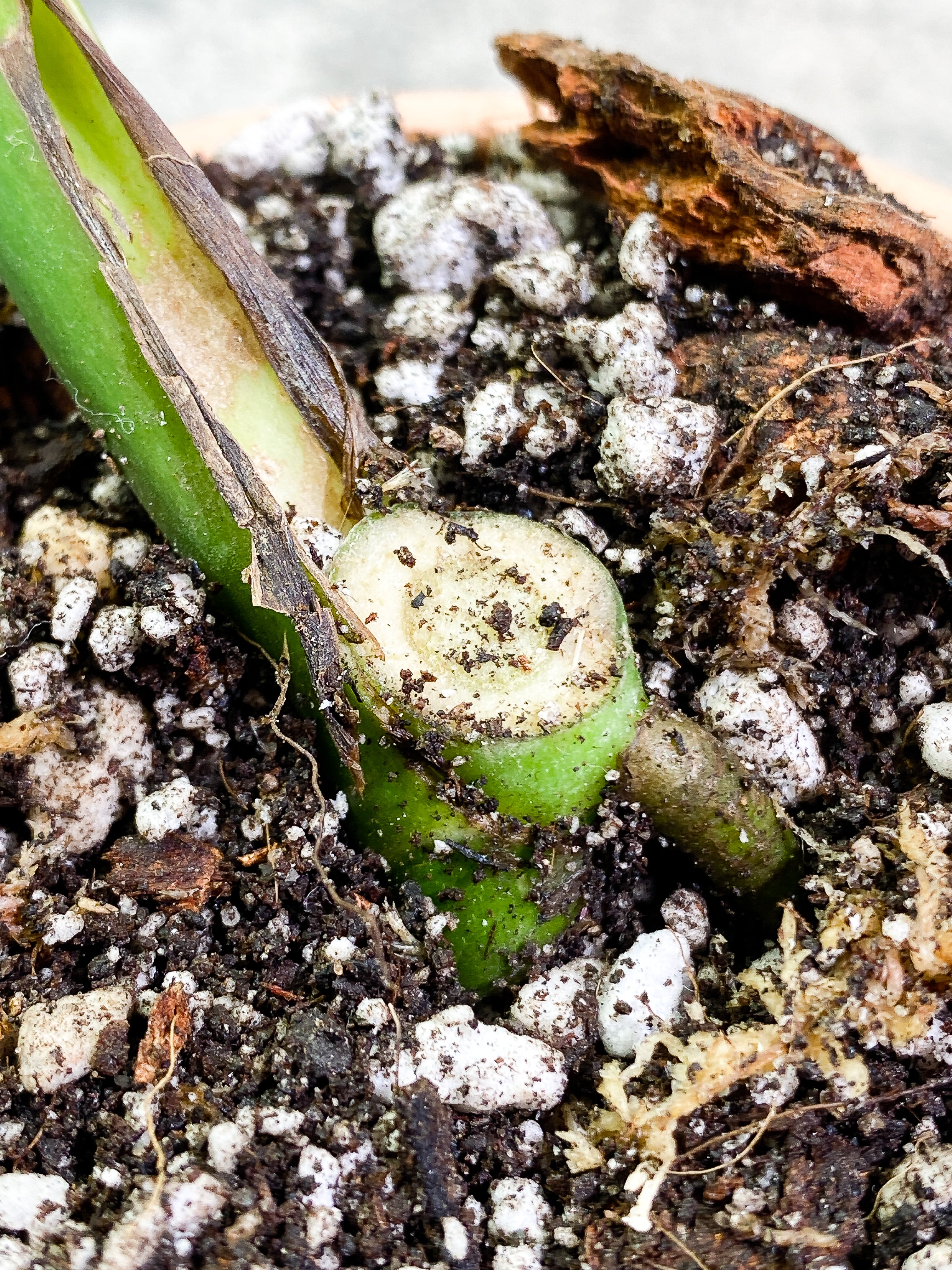Monstera Thai Constellation Rooting node