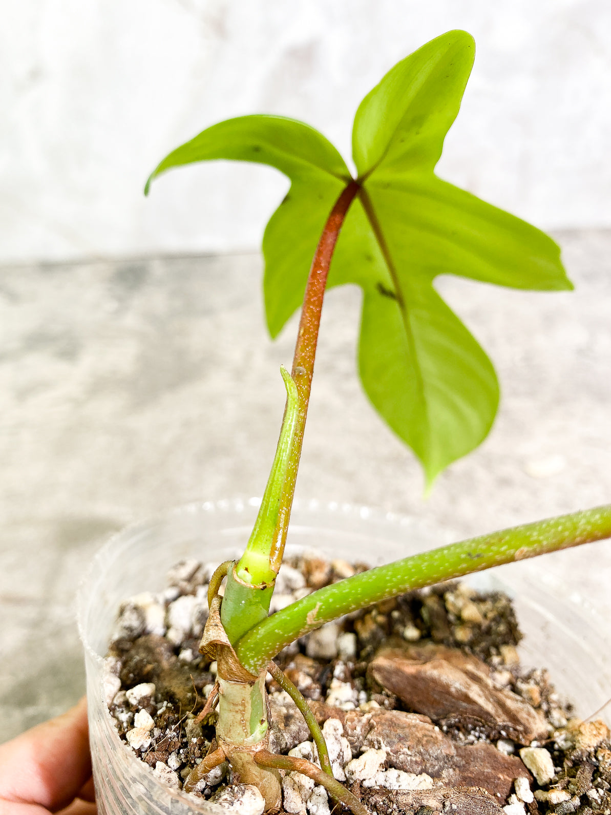 Philodendron Florida Ghost Mint 2 leaves 1 sprout rooted
