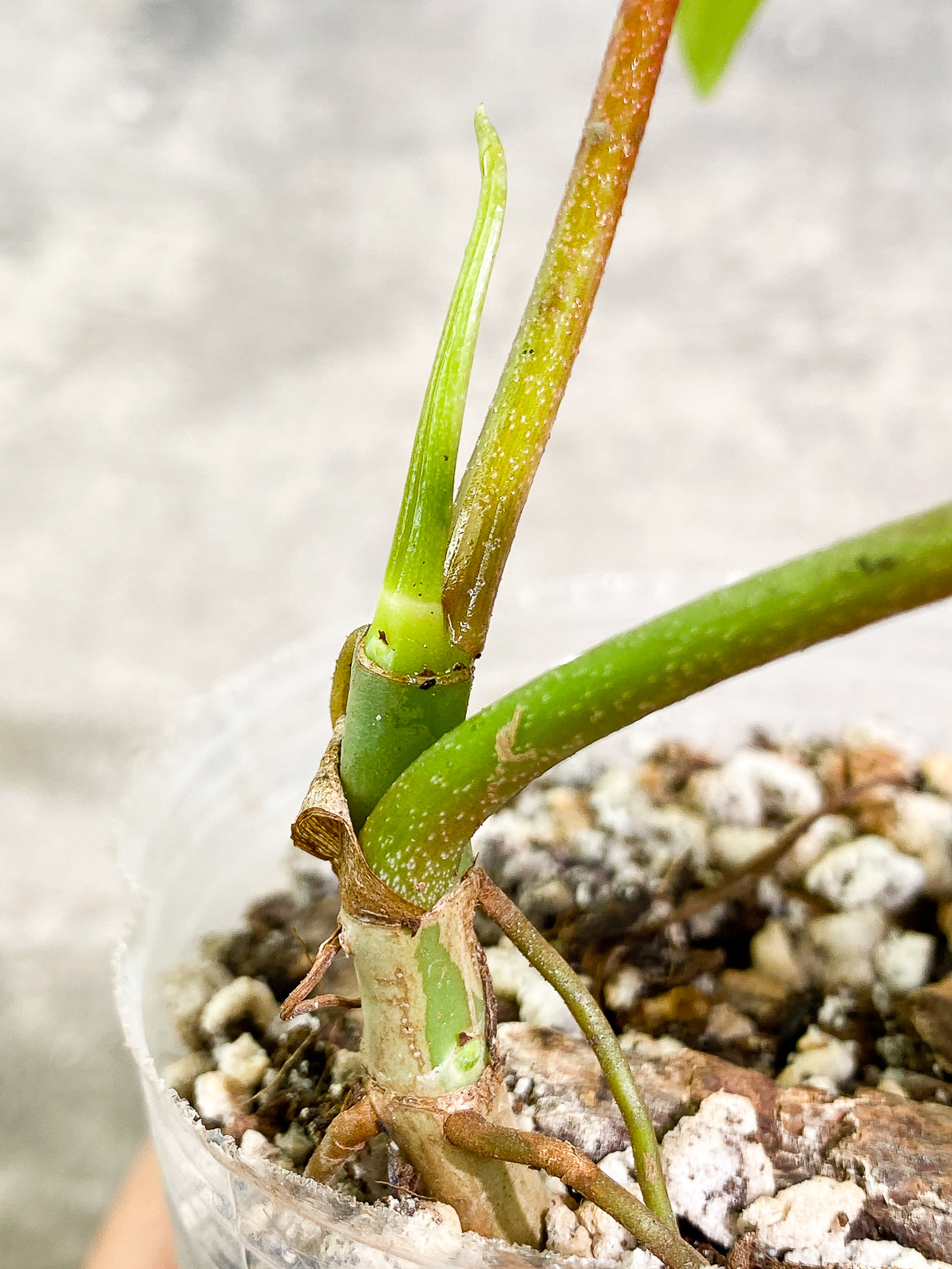 Philodendron Florida Ghost Mint 2 leaves 1 sprout rooted