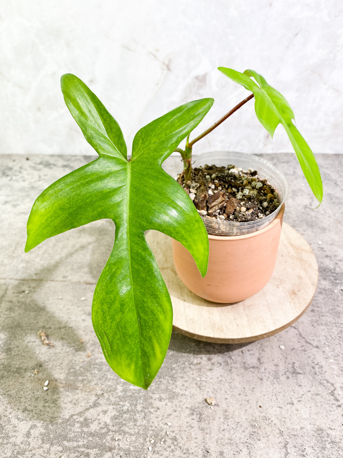 Philodendron Florida Ghost Mint 2 leaves 1 sprout rooted