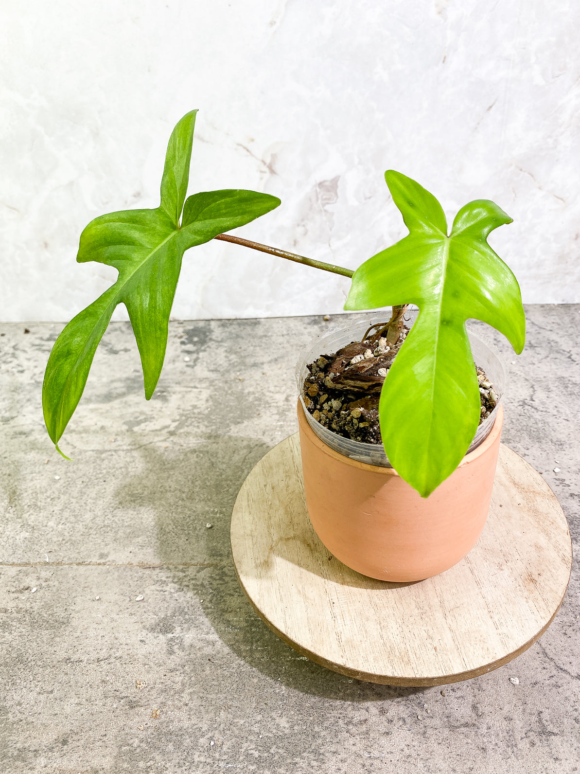 Philodendron Florida Ghost Mint 2 leaves 1 sprout rooted
