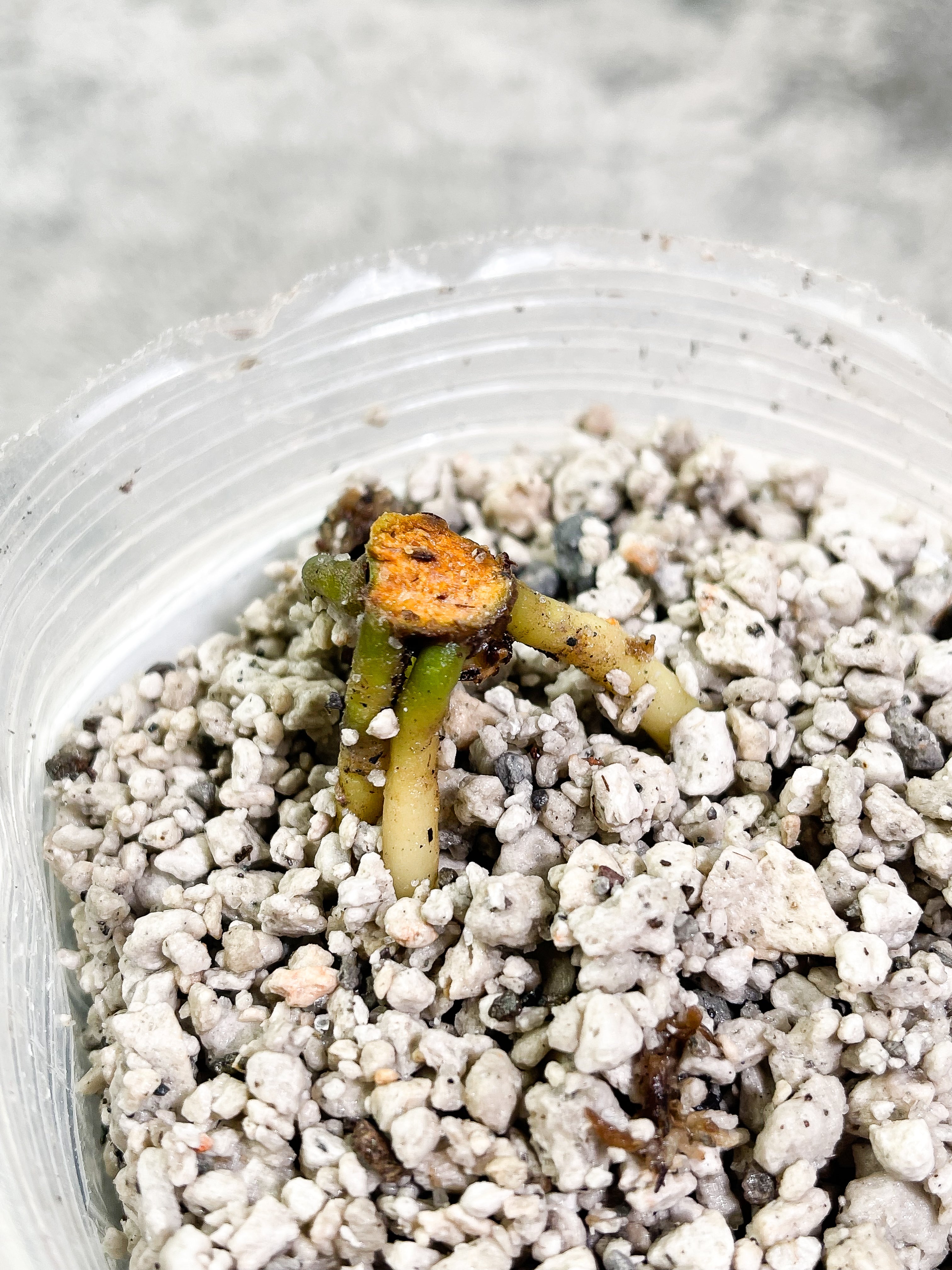 Anthurium King Clarinervium Slightly Rooted node