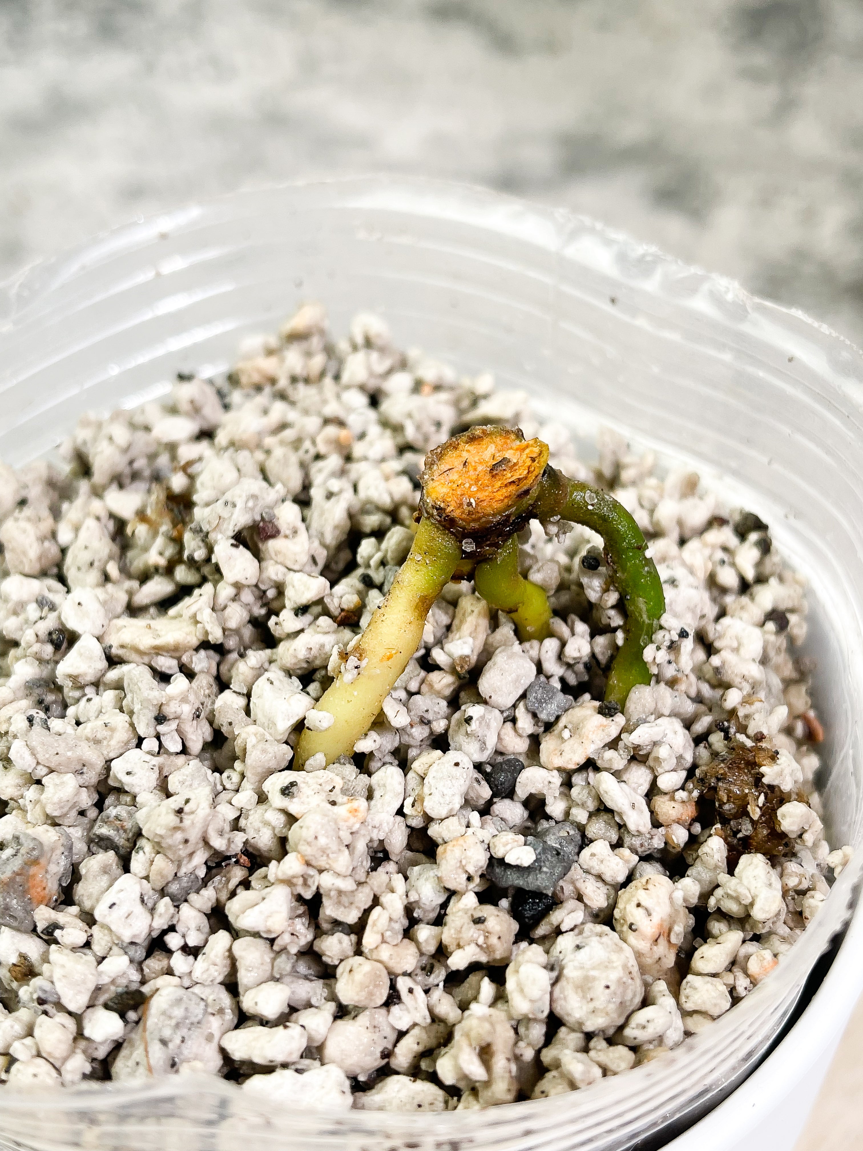 Anthurium King Clarinervium Slightly Rooted node