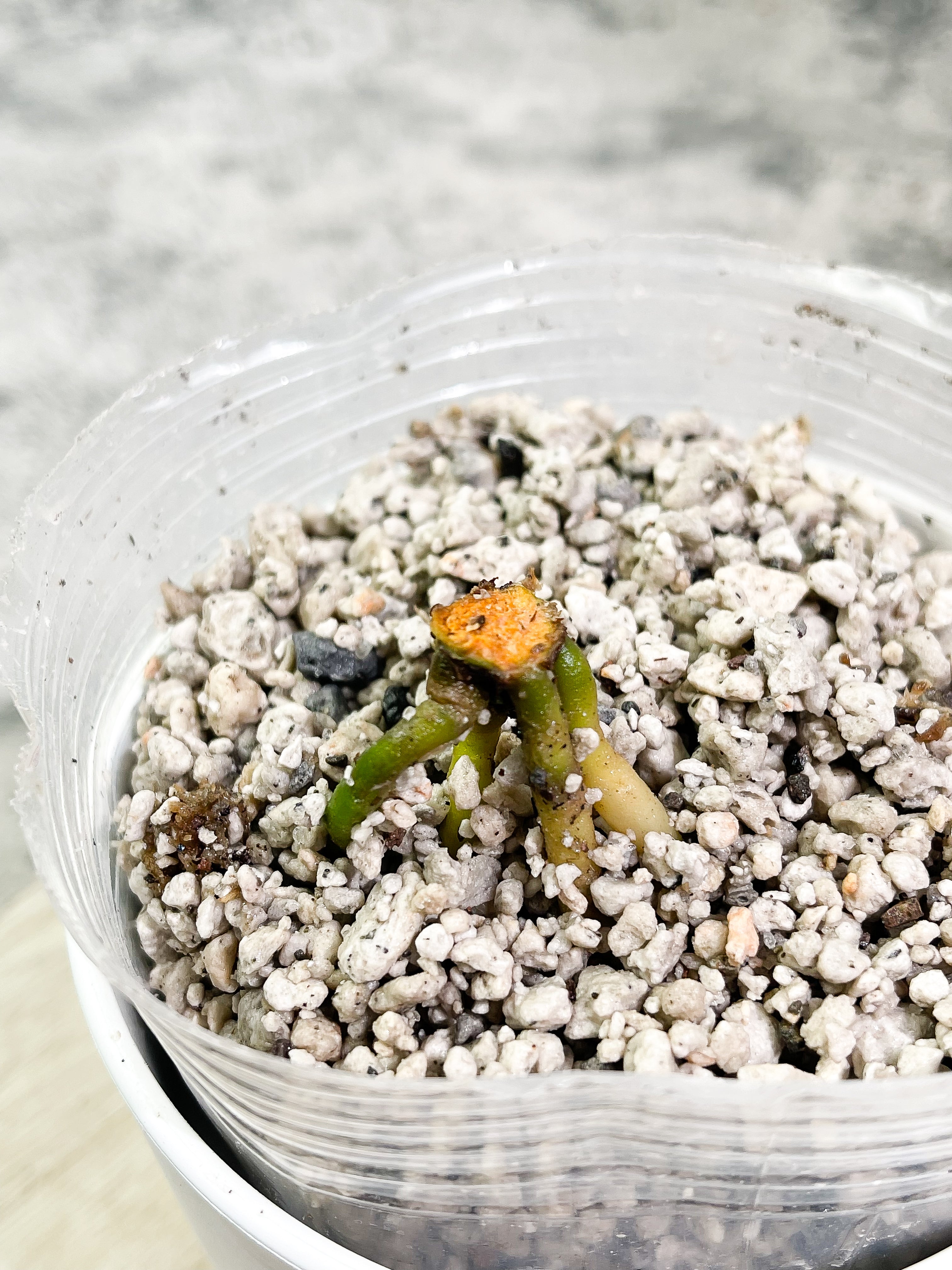Anthurium King Clarinervium Slightly Rooted node