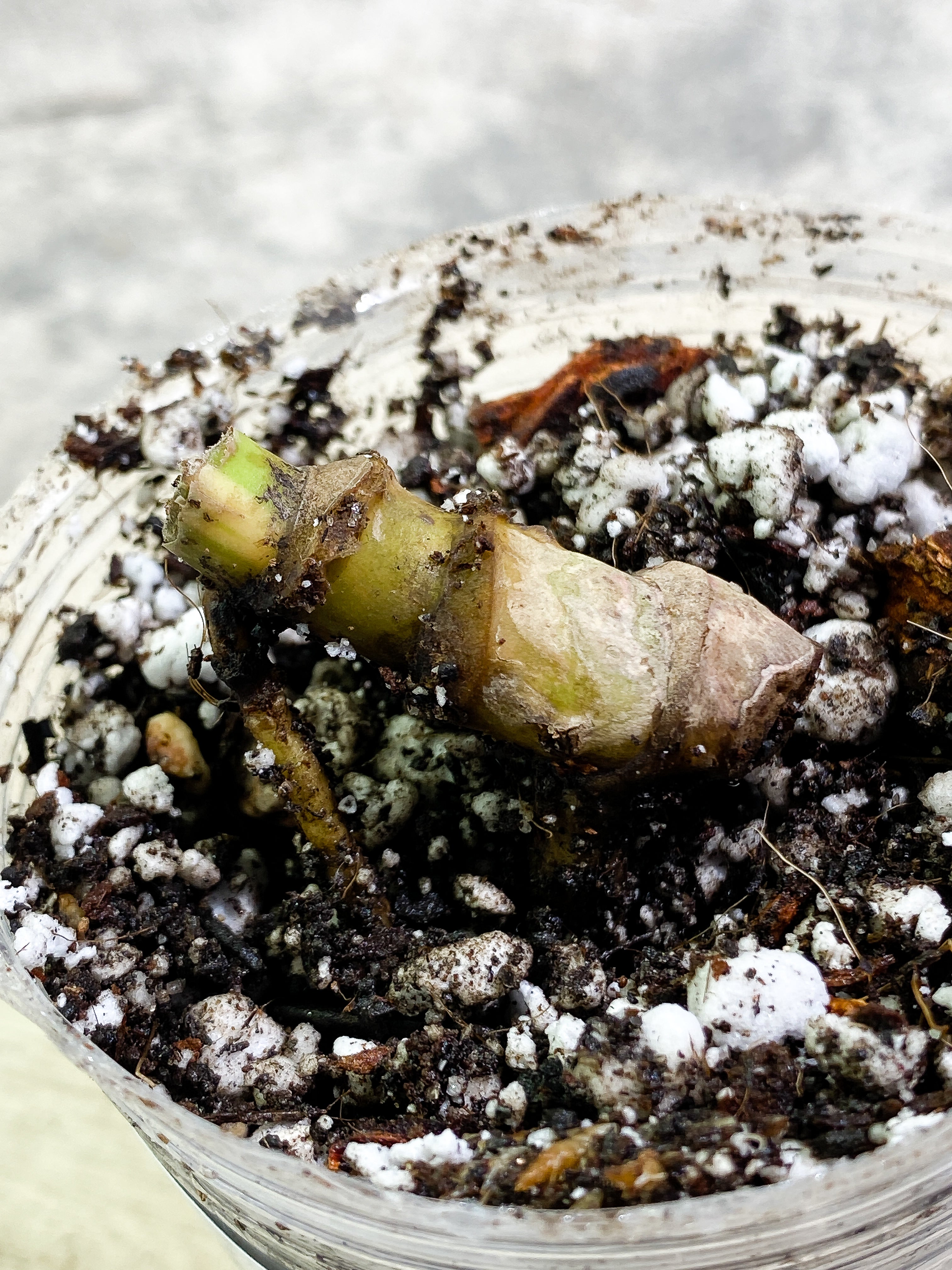 Monstera Thai Constellation triple node Slightly Rooted