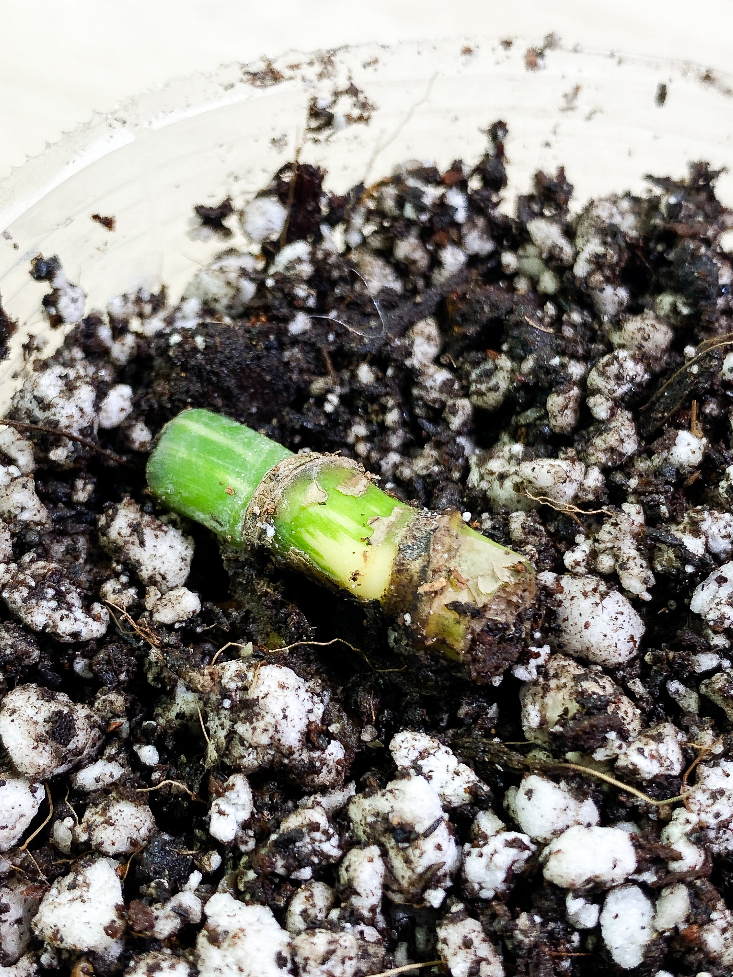 Monstera Thai Constellation Rooting double node
